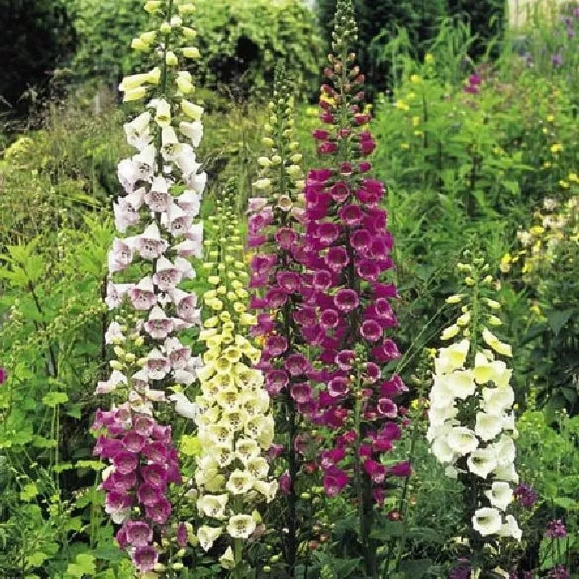 3000 Seeds Foxglove Seeds – Mix Col&nbsp;Seeds G139, Home Garden Flowers