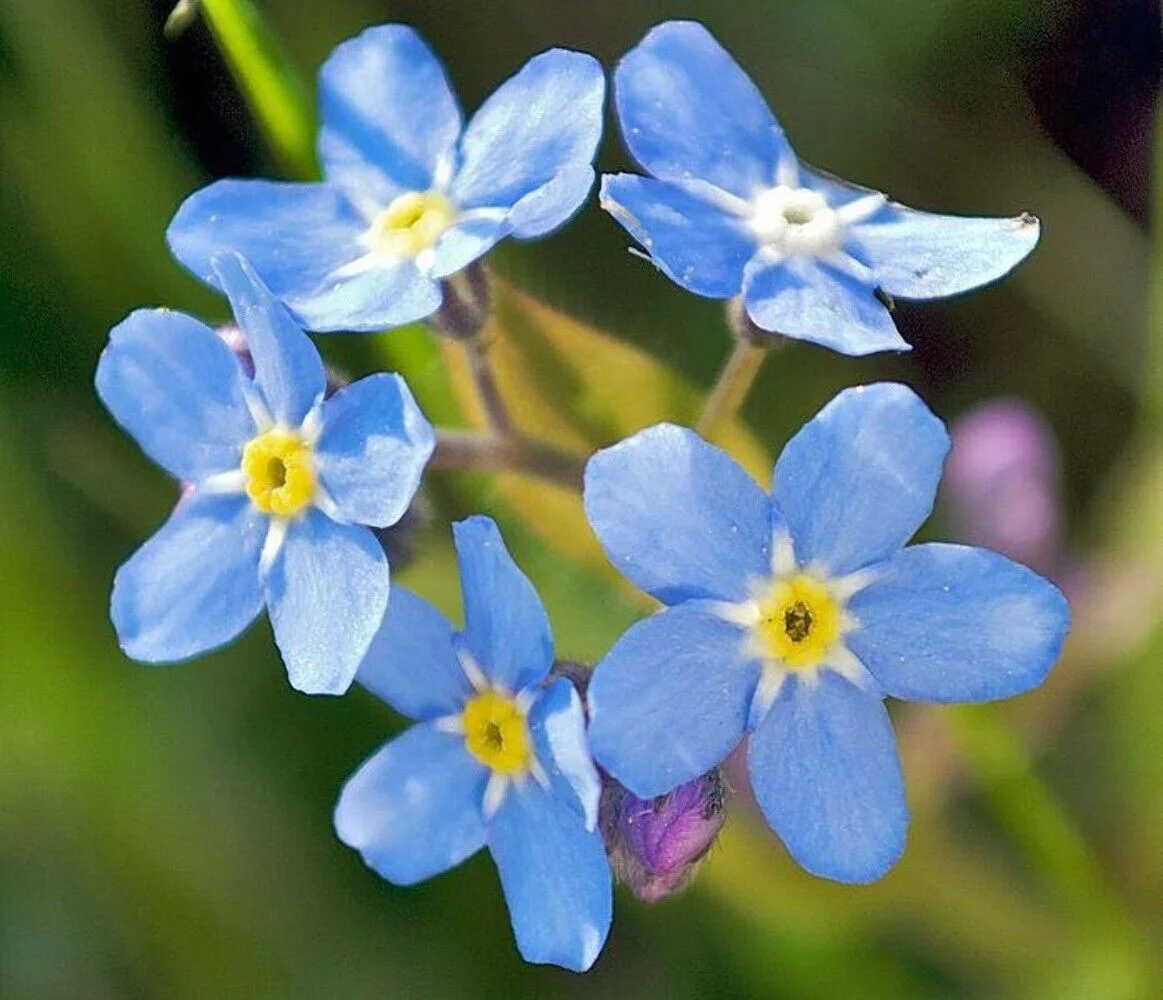 500 Blue FORGET ME NOT Myosotis Sylvatica Shade or Sun Perennial Flower Seeds