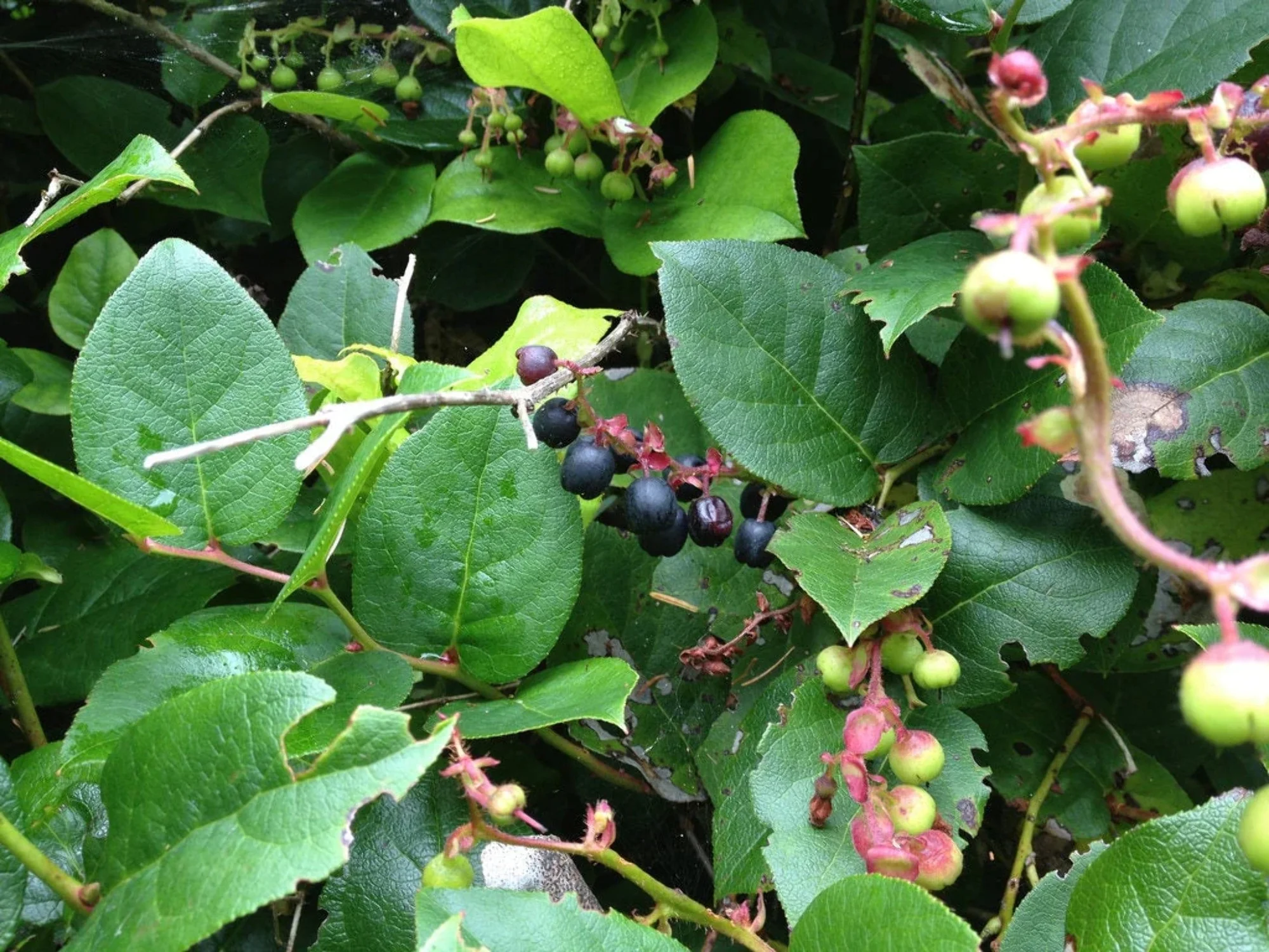 40 SALAL BERRY Gaultheria Shallon Pink White Flowers Blue Fruit Shrub Seeds