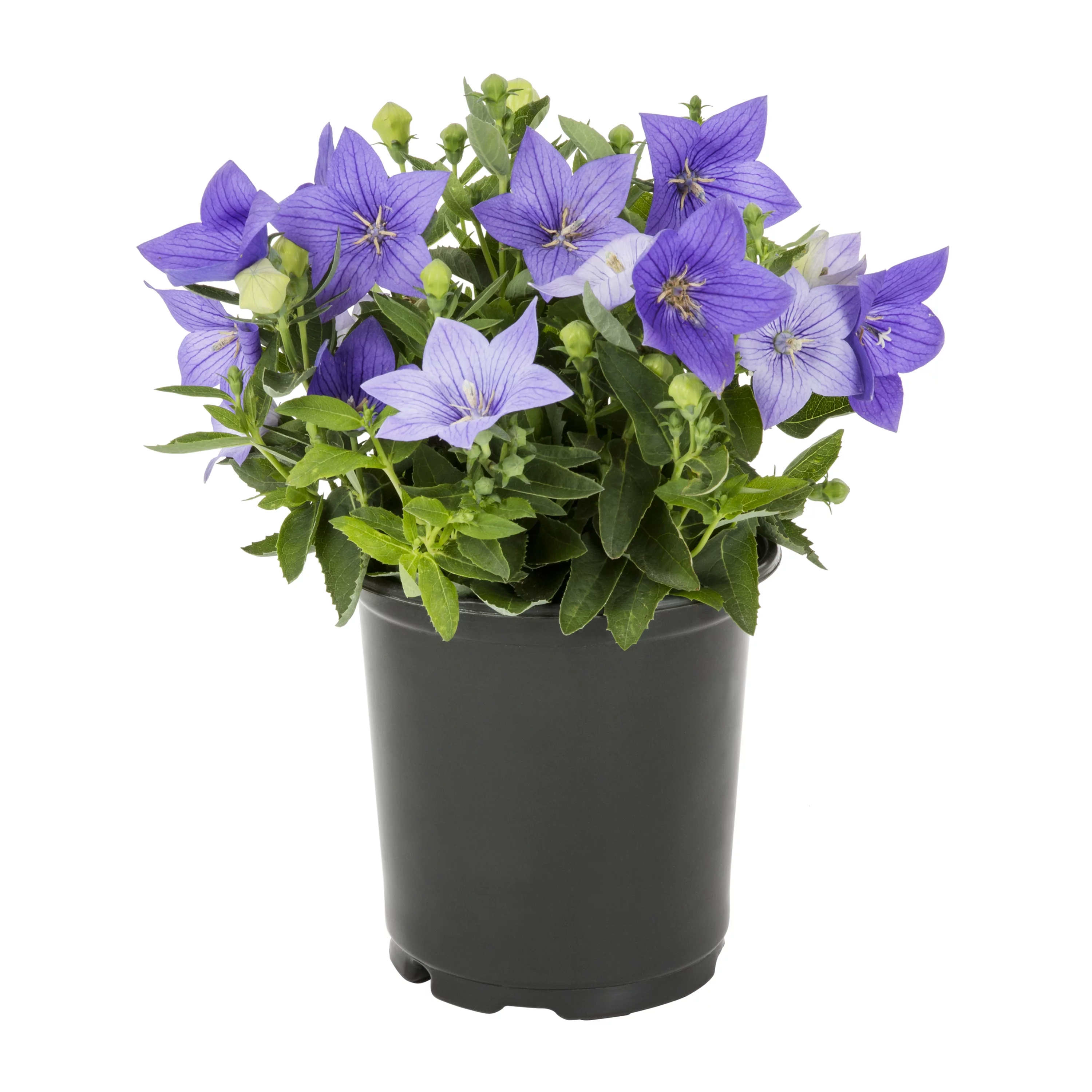 Expert Gardener 2.5QT Multicolor Platycodon Live Plants with Grower Pot