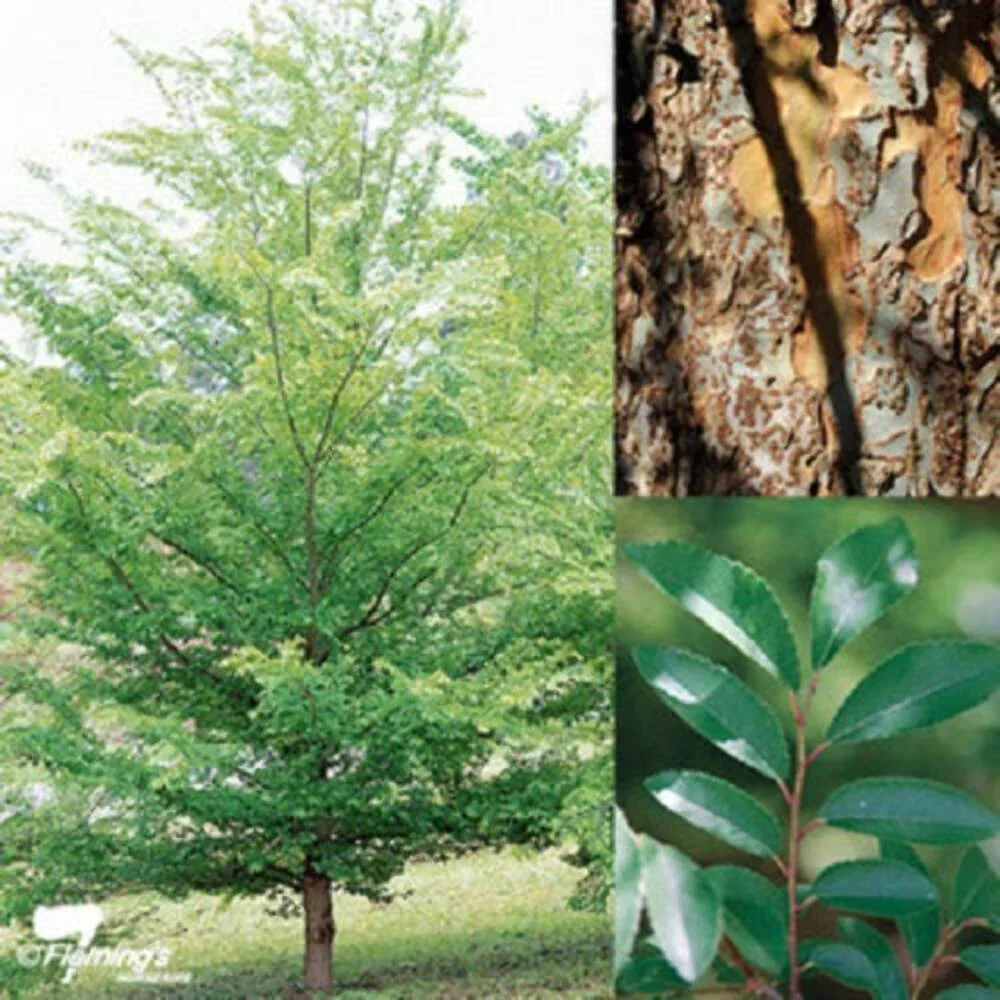 50 CHINESE ELM TREE (Lacebark) Ulmus Parvifolia Seeds