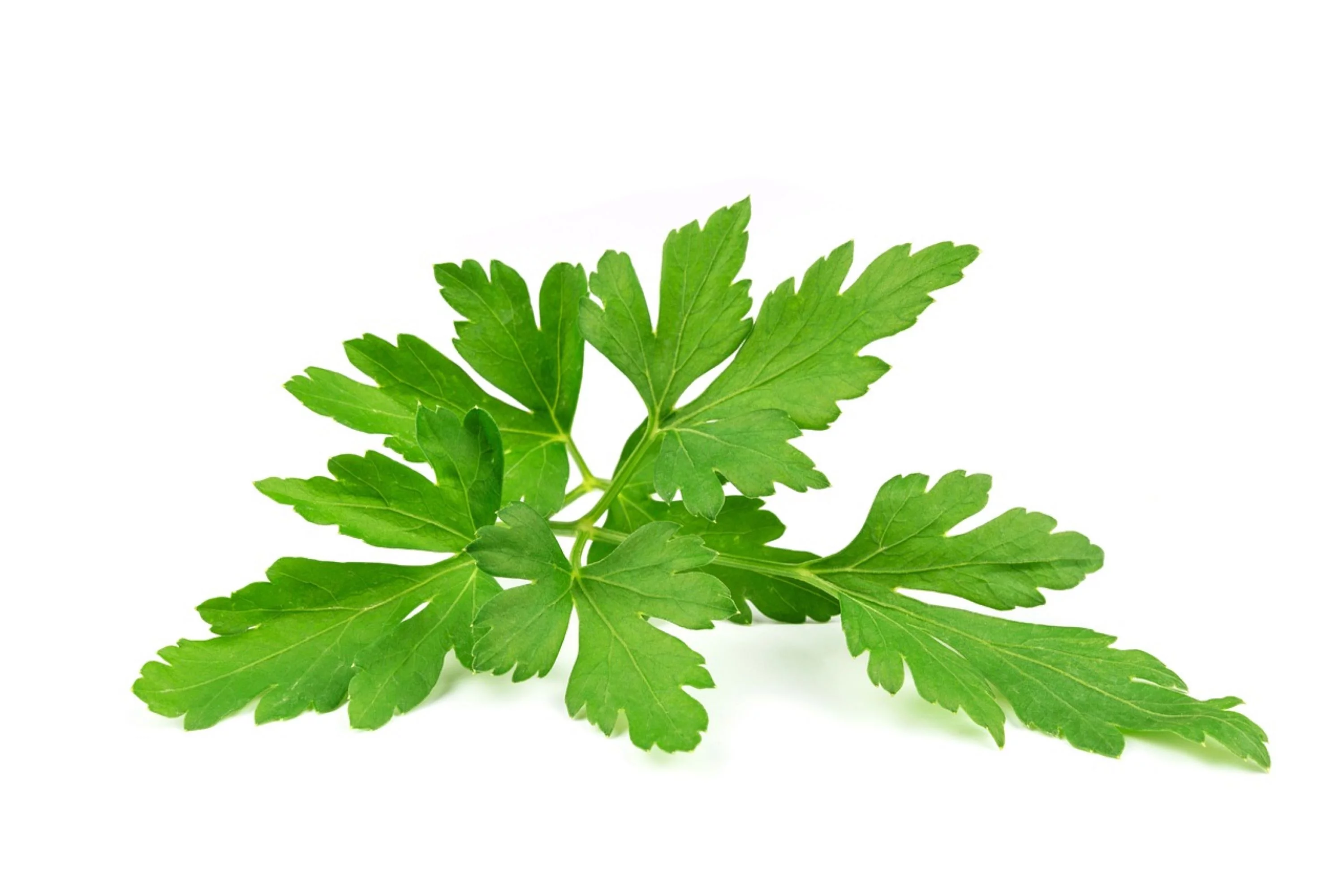 Italian Giant Parsley Seeds/ Biennial/ Full Sun/600 Seeds 2 Grams/ Zellajake Farm and Garden - B57