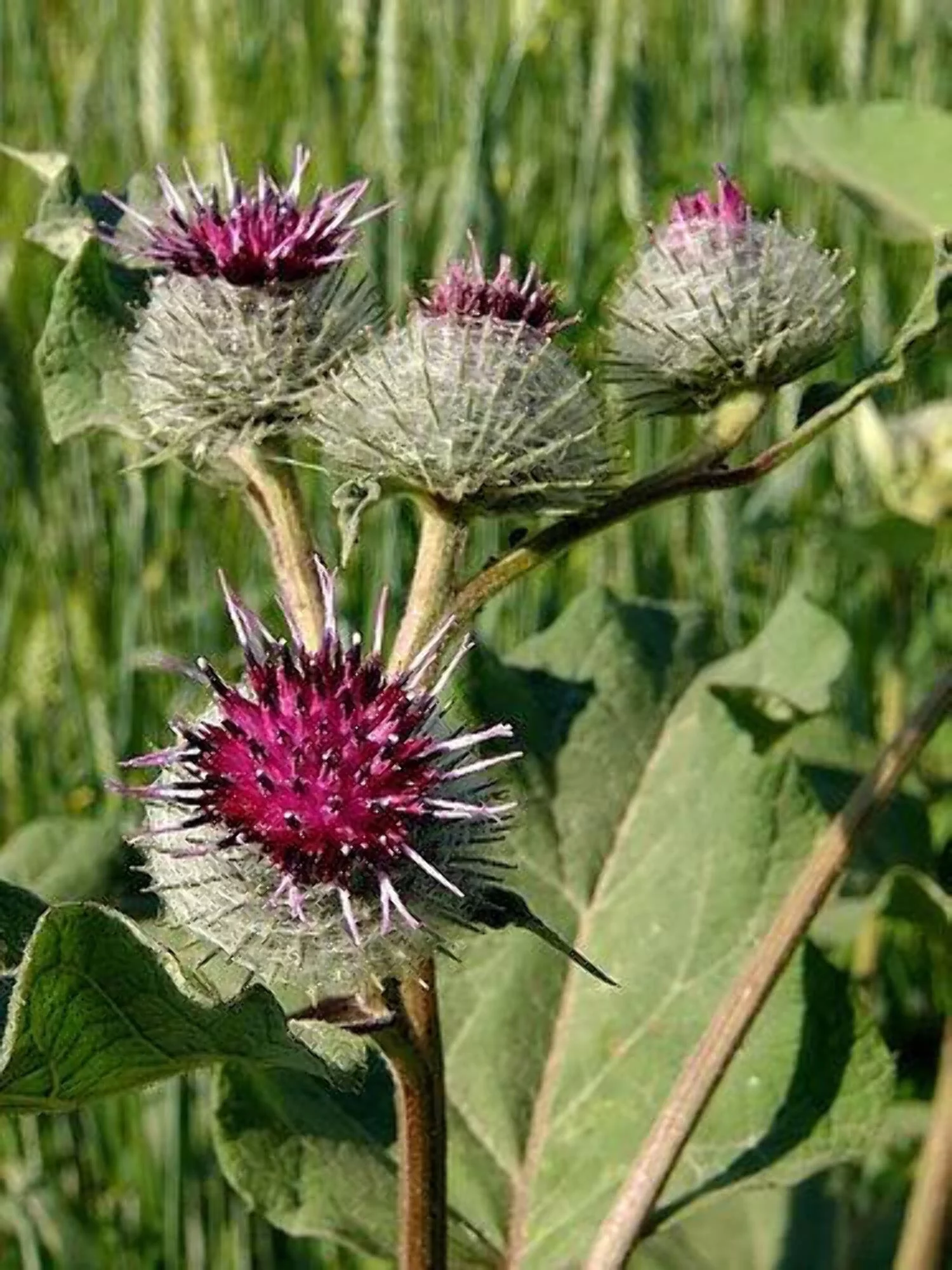 200 Great BURDOCK Arctium Lappa (Edible Burdock / Cockle-Button / Beggar's Buttons) HERB Flower Seeds