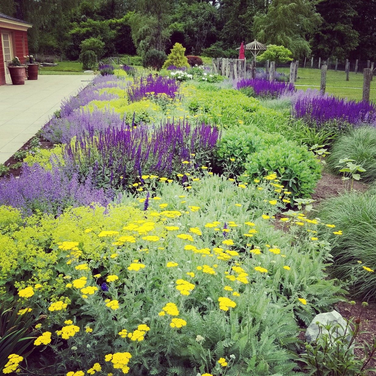 Yarrow 'Moonshine' - Live Starter Plant