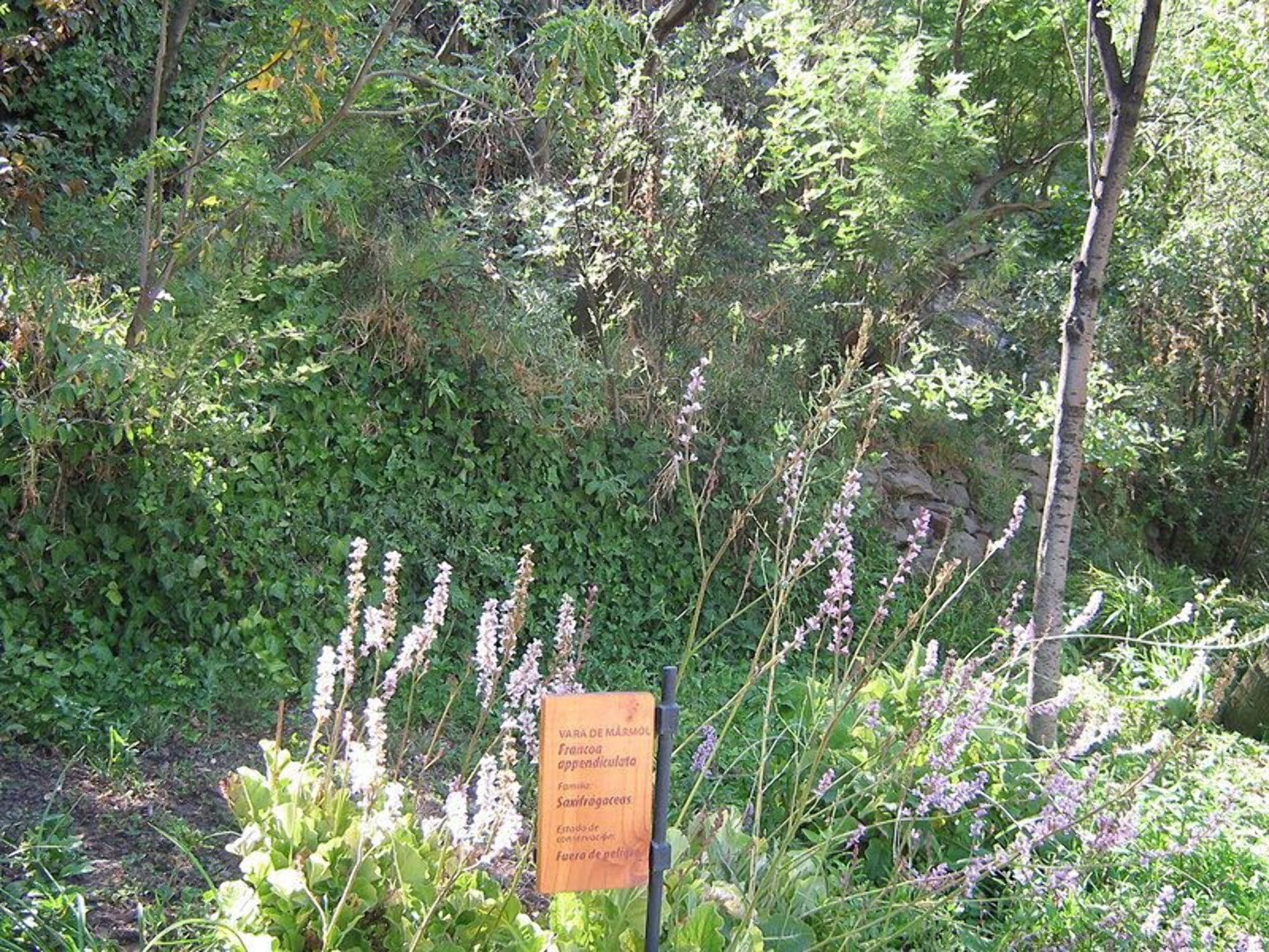 100 BRIDAL WREATH White & Pink Francoa Appendiculata Flower Seeds for Part Shade