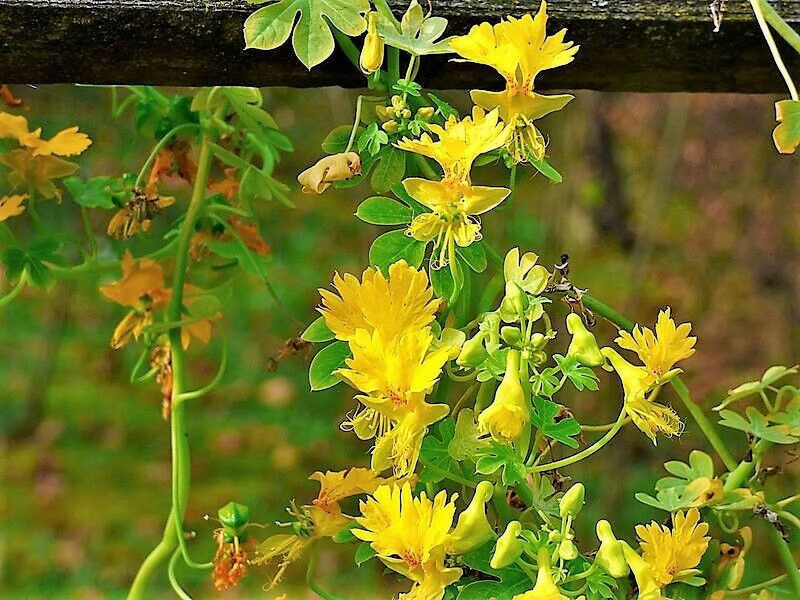 10 CANARY CREEPER NASTURTIUM Vine Tropaeolum Peregrinum Yellow Bird Flower Seeds