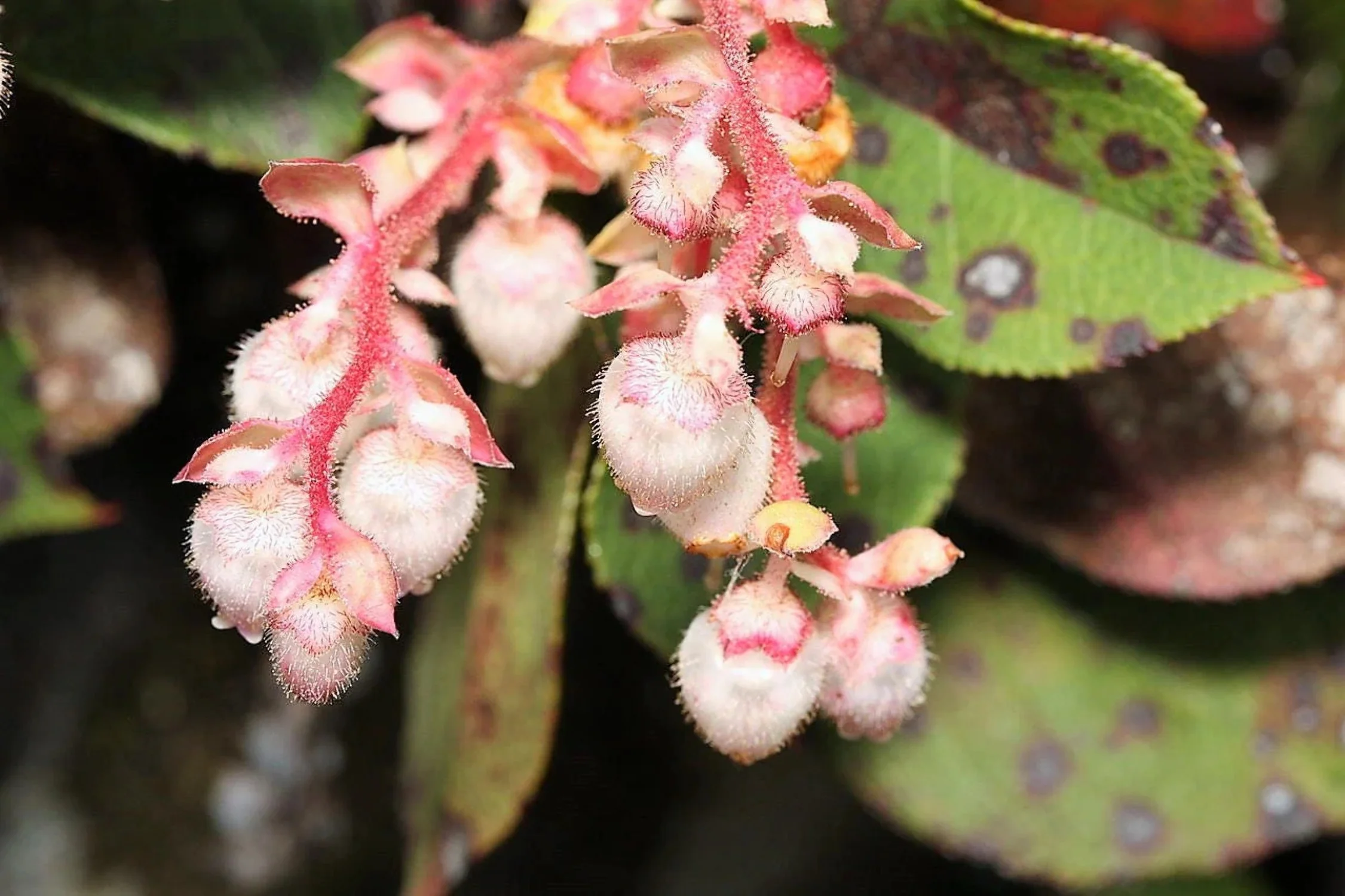 40 SALAL BERRY Gaultheria Shallon Pink White Flowers Blue Fruit Shrub Seeds