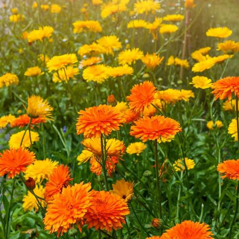 French Marigold Sparky Seeds for Planting - Over 2,300 Premium Seeds- Attracts Pollinators - Non GMO