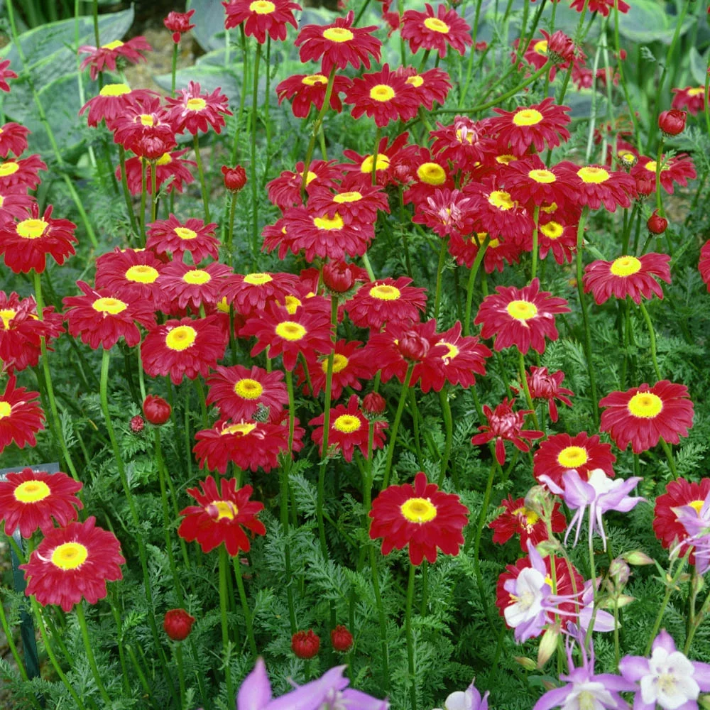 Outsidepride Chrysanthemum Robinson's Red - 10000 Seeds