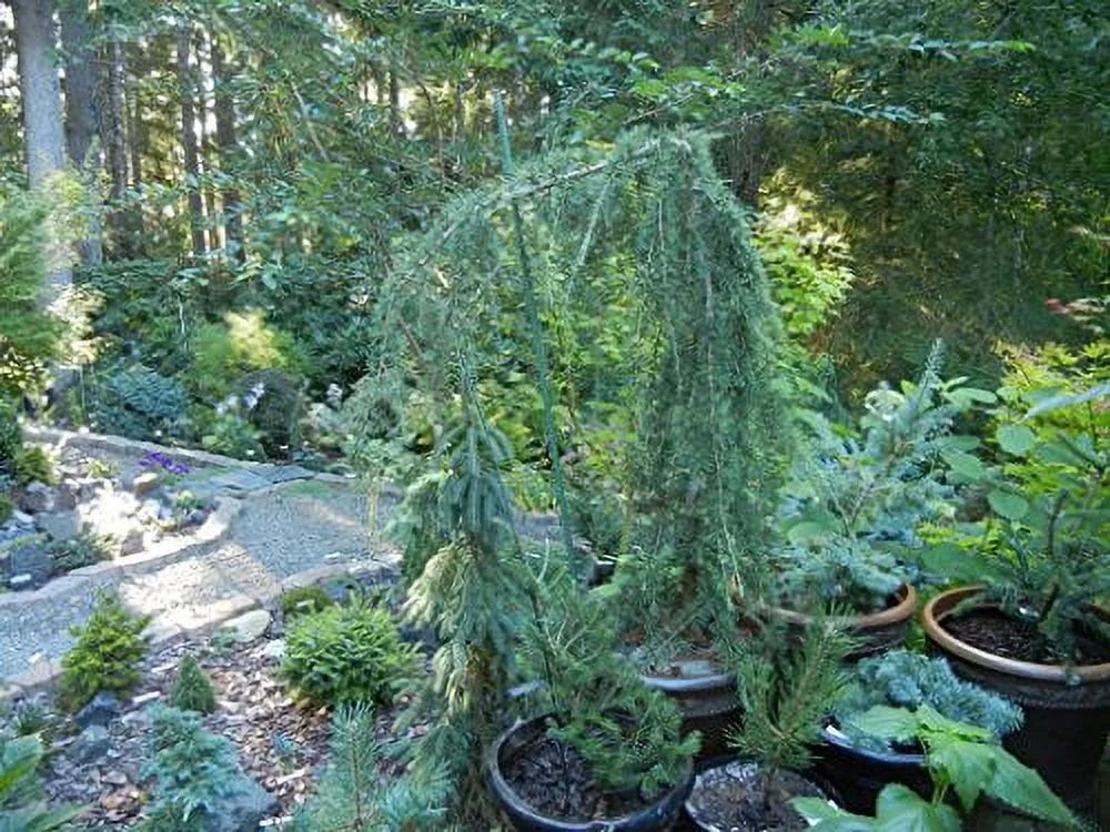 Weeping Deodar Cedar - Cedrus deodora 'Girard Weeping' - 1 - Year Live Plant