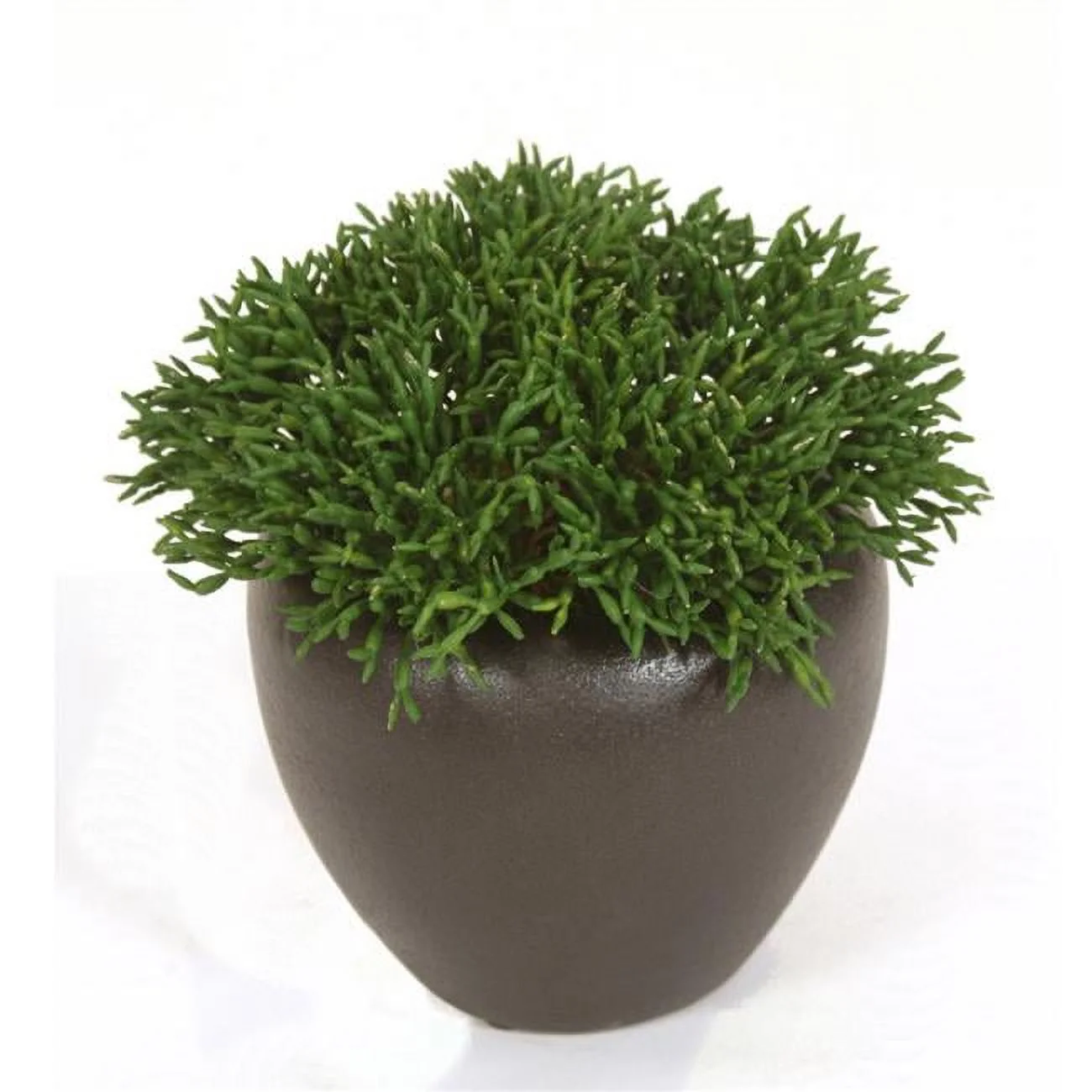 Unisex Cedar Pick in Bronze Planter - Green