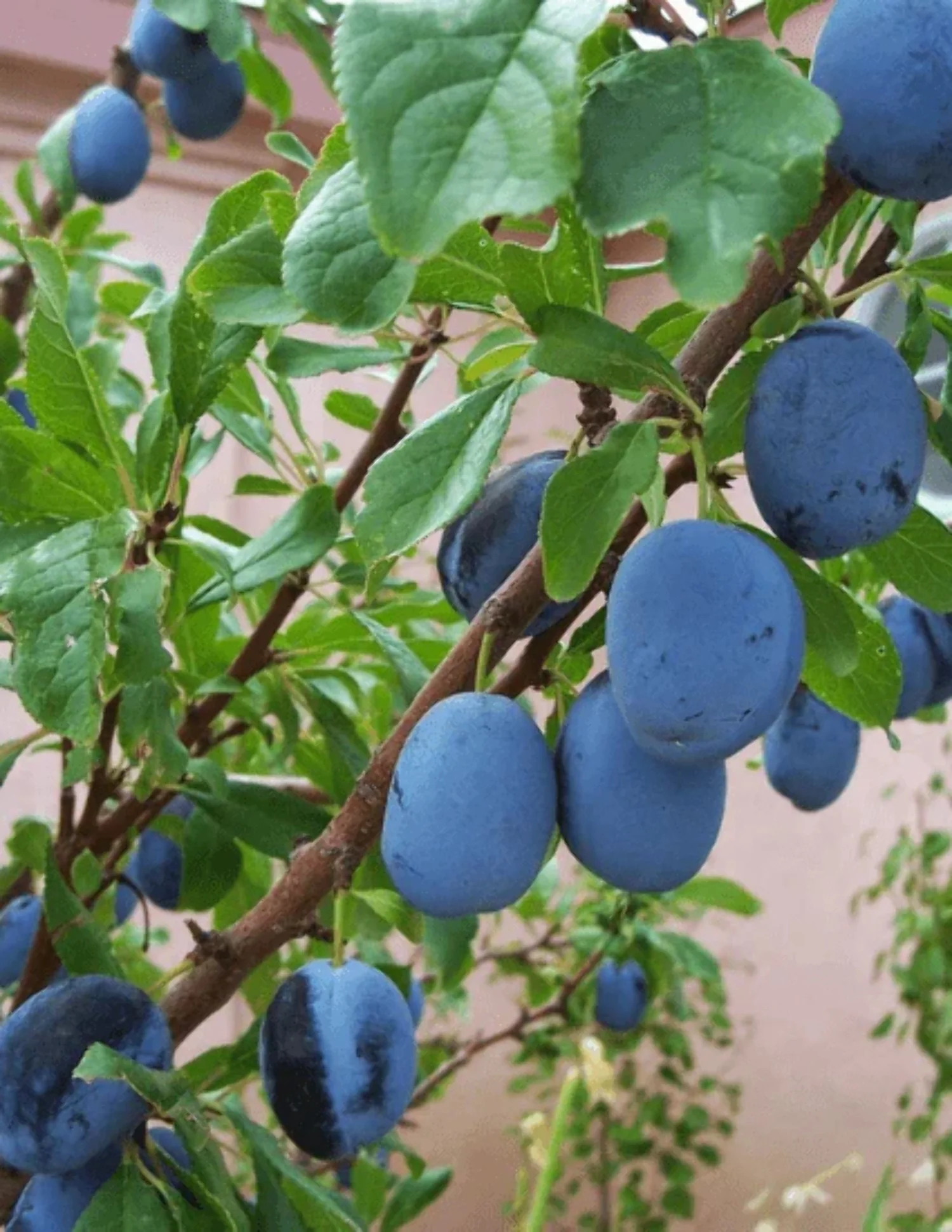 Stanley Plum tree seedling 18-24 inches tall