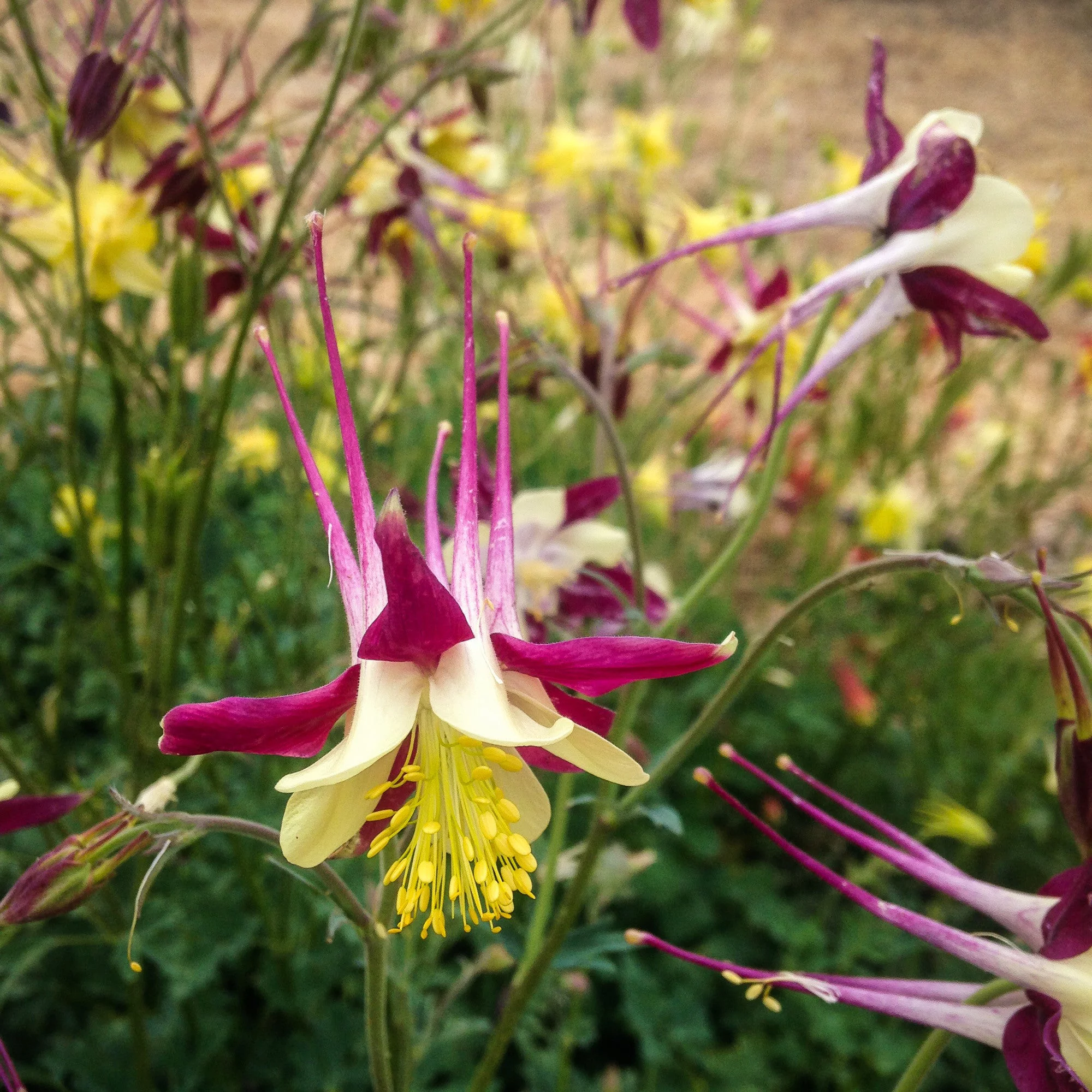 McKana Giants Columbine Flower Mix Seeds