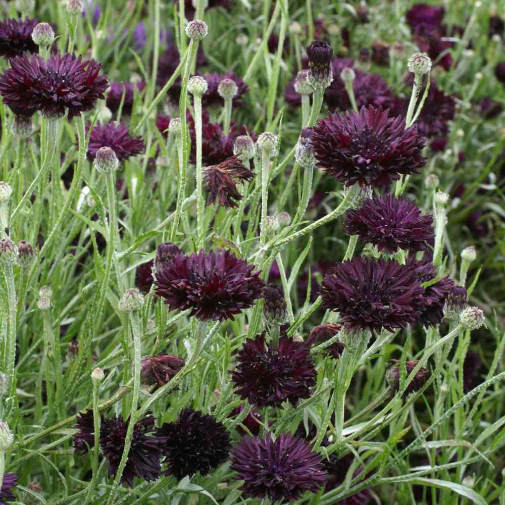 Outsidepride Cornflower Black - 2000 Seeds