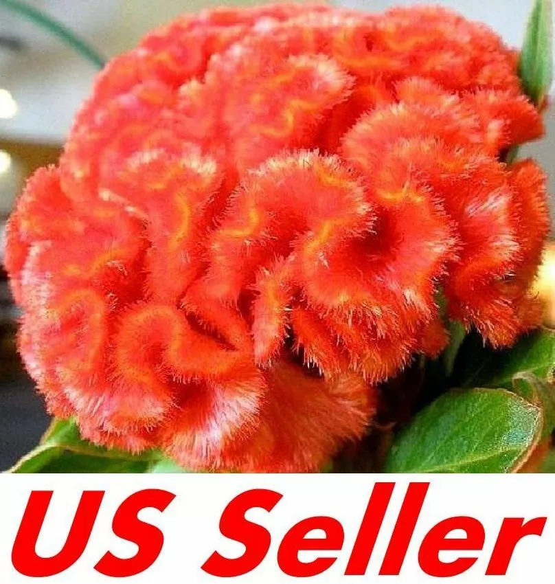 100 Seeds Orange Cockscomb Seeds G78.5 , Heirloom Non-Gmo Annual Unusual Blooms