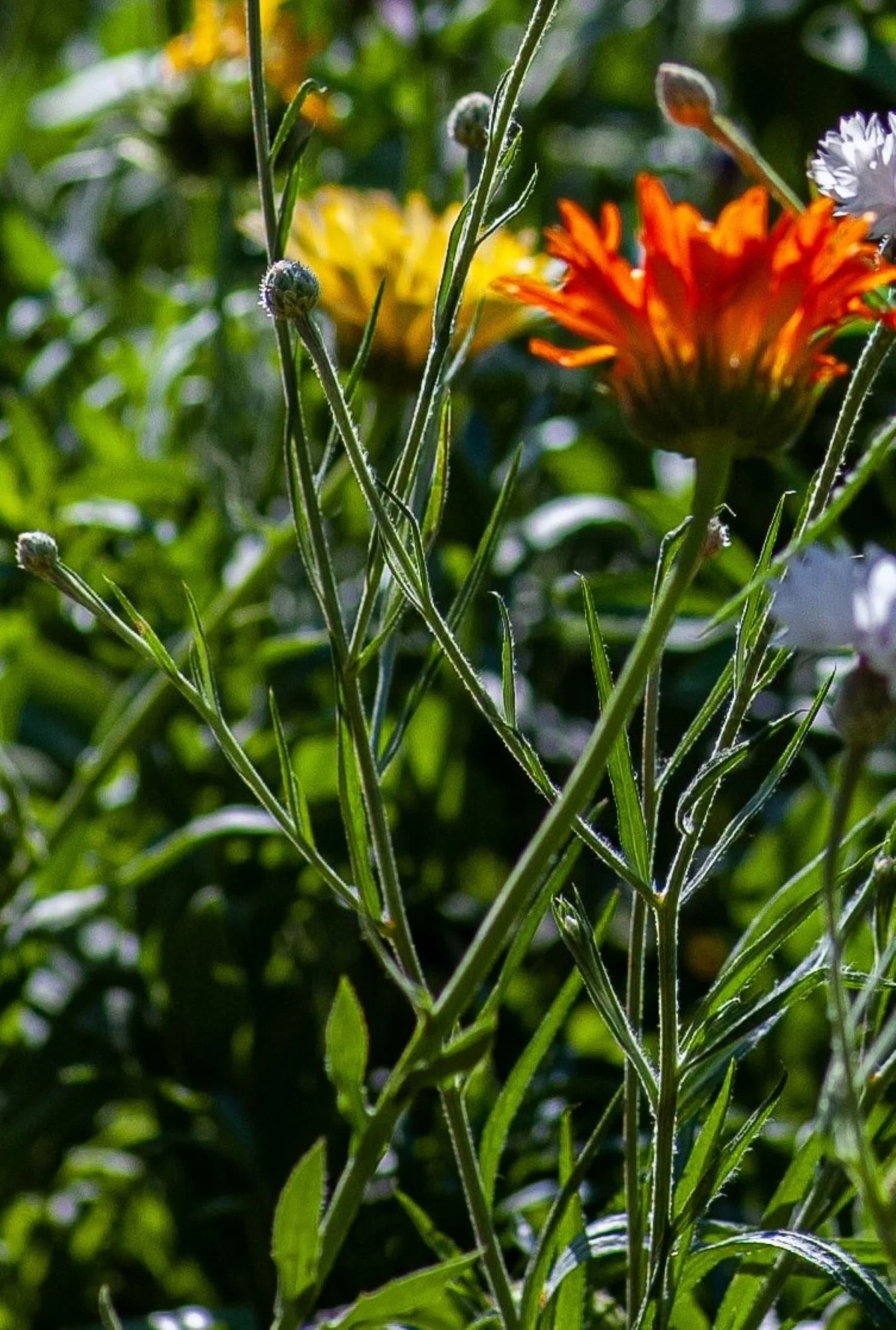 Pacific Beauty Calendula Seeds/ Annual/ Full Sun/35 Seeds 1/4 Gram/ Zellajake Farm and Garden - B246