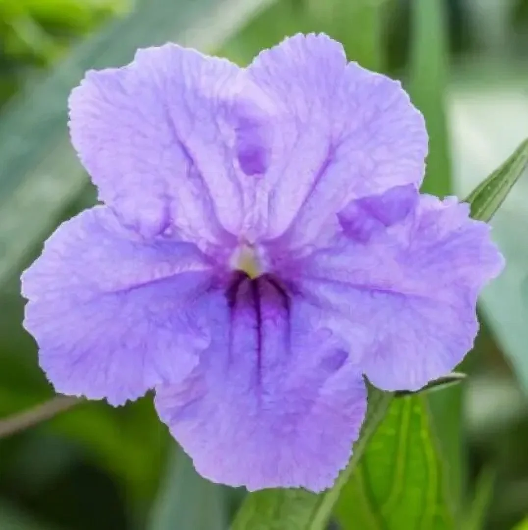 25 Perennial wild petunia flower seeds zone 4-9