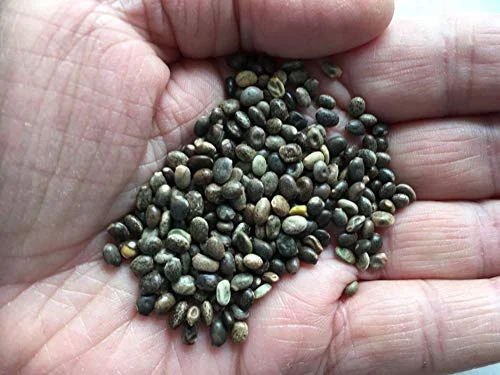 Lupin Wildflower 150 Seeds (Lupinus perennis) Heirloom - Non GMO - Open Pollinated