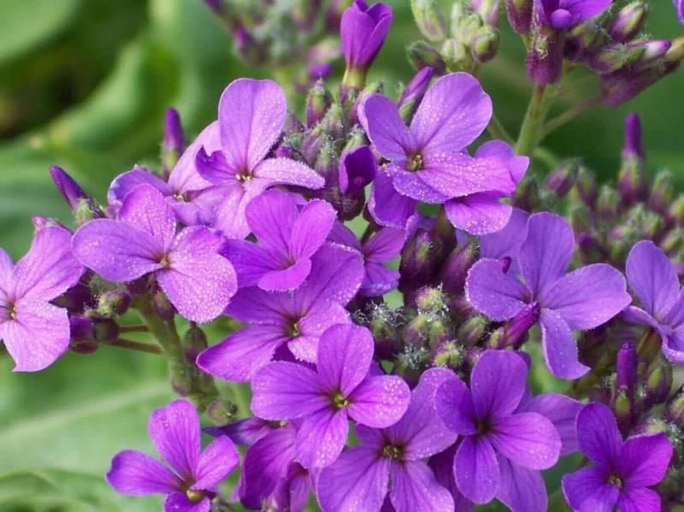 1500 DAMES KET (Danask Violet) Hesperis Matronalis Dame's Purple Flower Seeds
