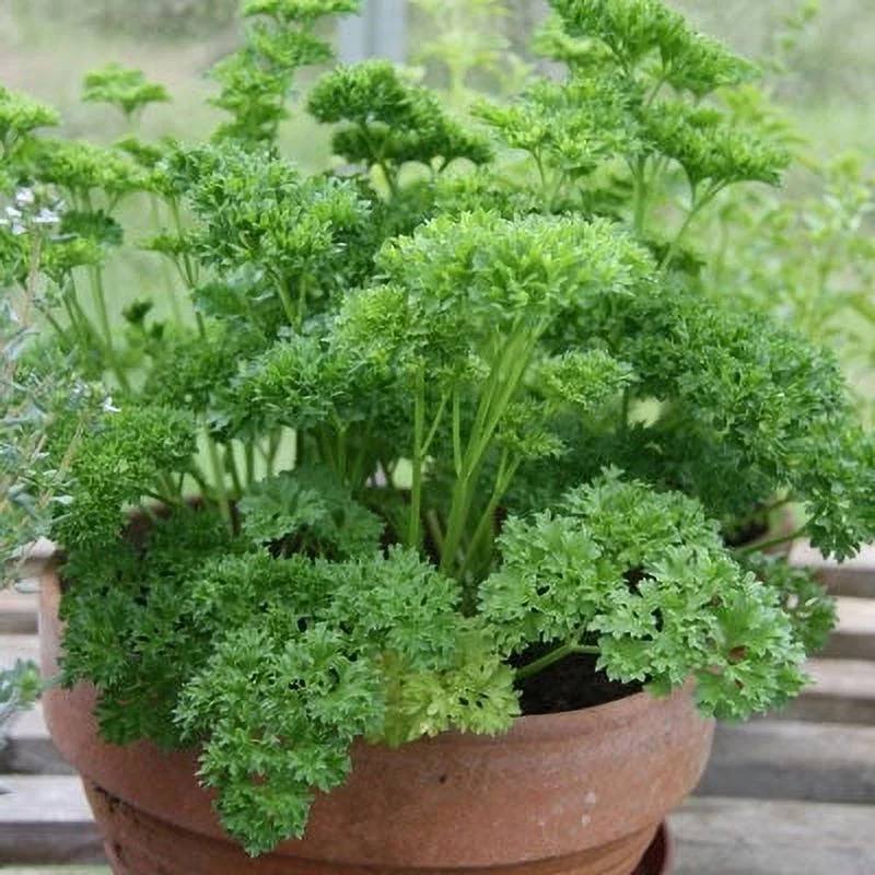 Parsley Seeds - Paramount - 1 Ounce -  Herb Seeds,   Easy to Grow & Maintain, Edible, Fast Growing, Culinary