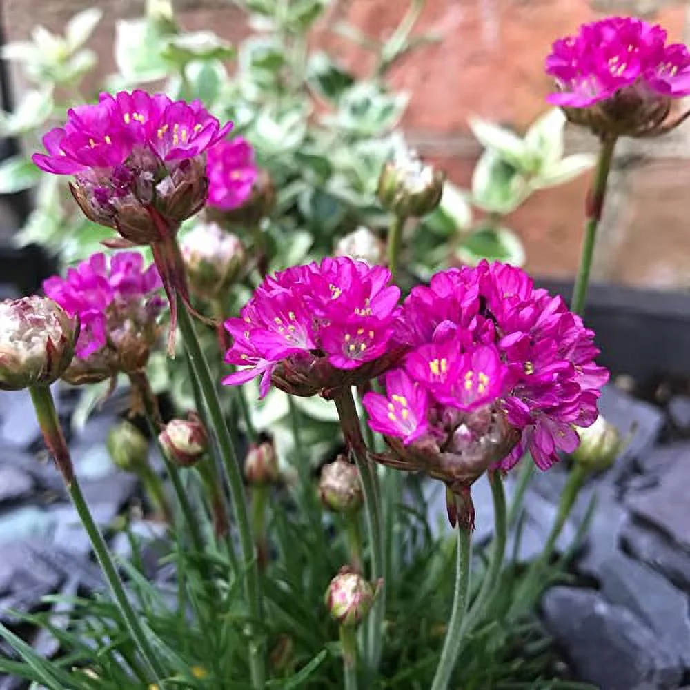 Armeria Maritima Seeds Sea Thrift Perennial Low-Growing Used in Rock Gardens Attract Bees & Butterflies Outdoor Container 400Pcs Flower Seeds by YEGAOL Garden