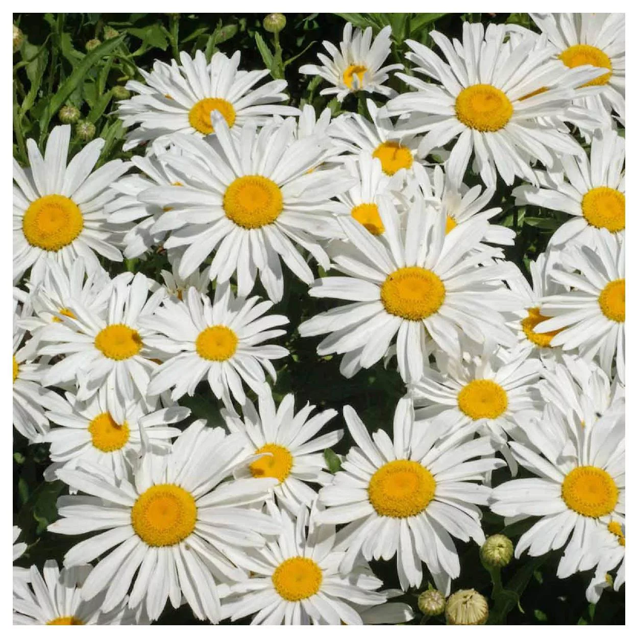 Everwilde Farms - 2000 Silver Princess Shasta Daisy Garden Flower Seeds - Gold Vault Jumbo Bulk Seed Packet
