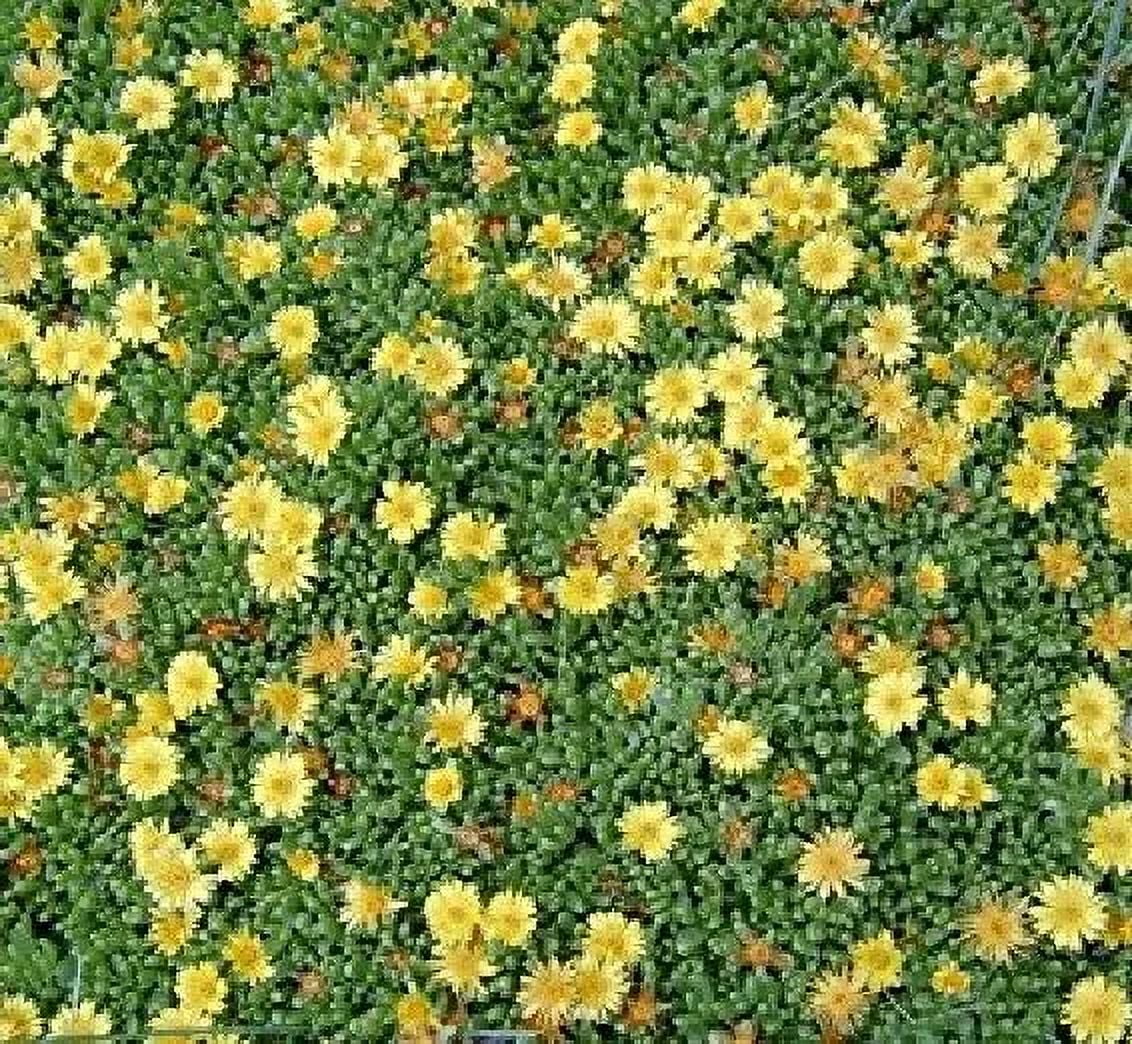 10 Seeds Ice Plant Seeds – Congestum G142, Home Garden Flowers
