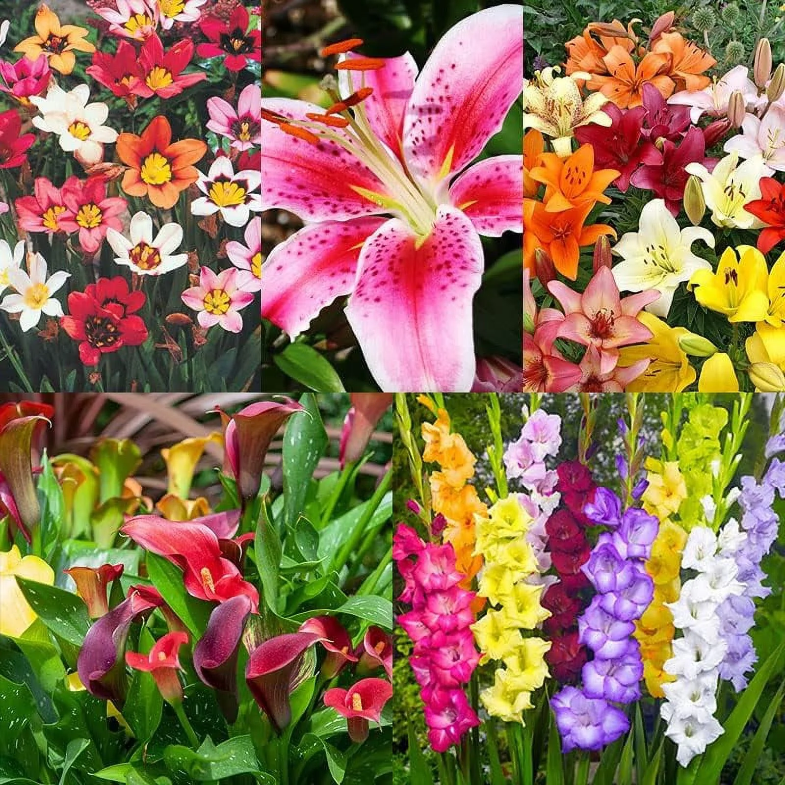 Complete Summer Flower Bulb Garden - 75 Bulbs for 50 Days of Continuous Blooms (Summer Color from July Through October) - Easy to Grow Summer Planting Bulbs by