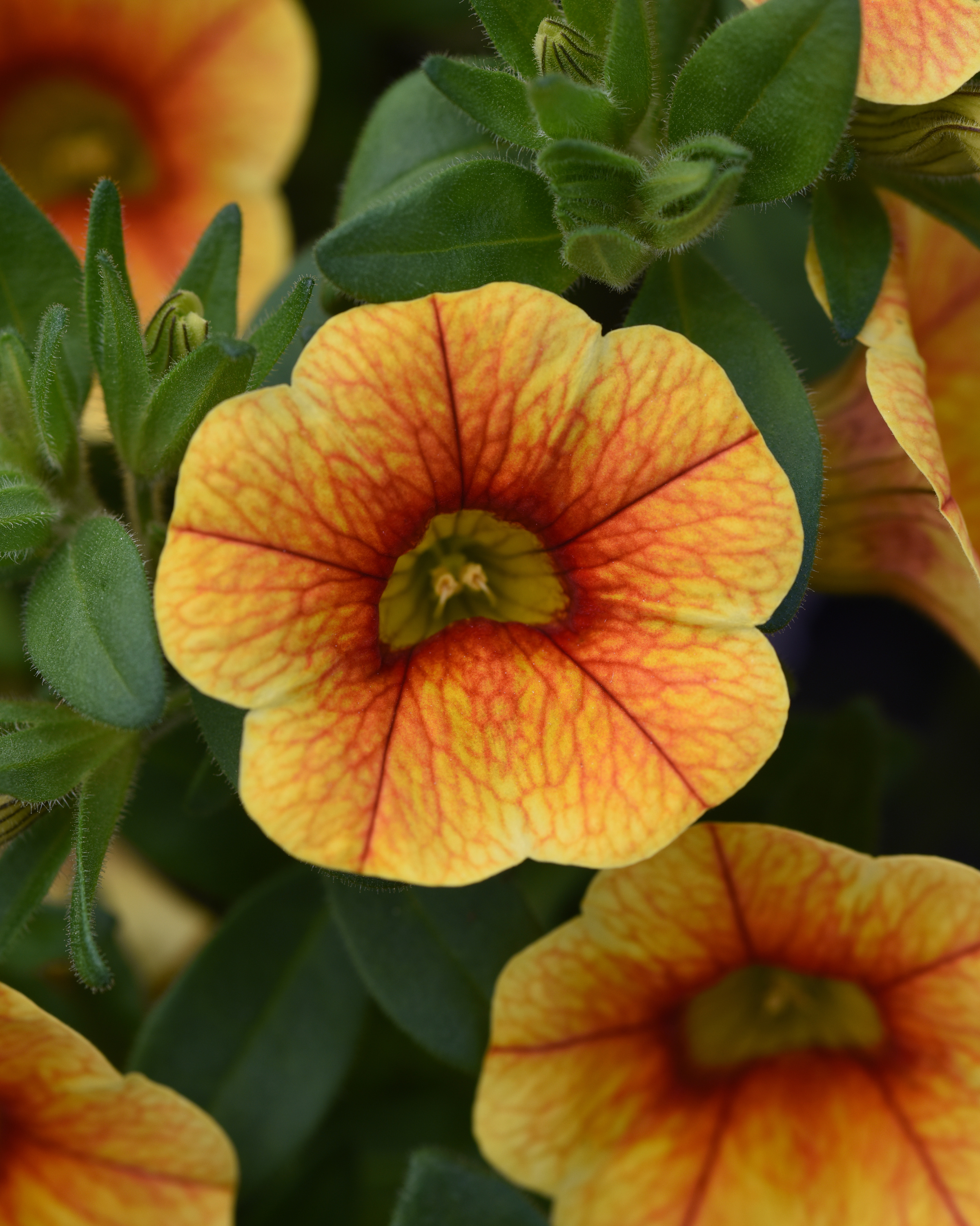 Better Homes & Gardens - 2.5 Gallon Multicolor Calibrachoa & Petunia Headliner Annual - Live Plants