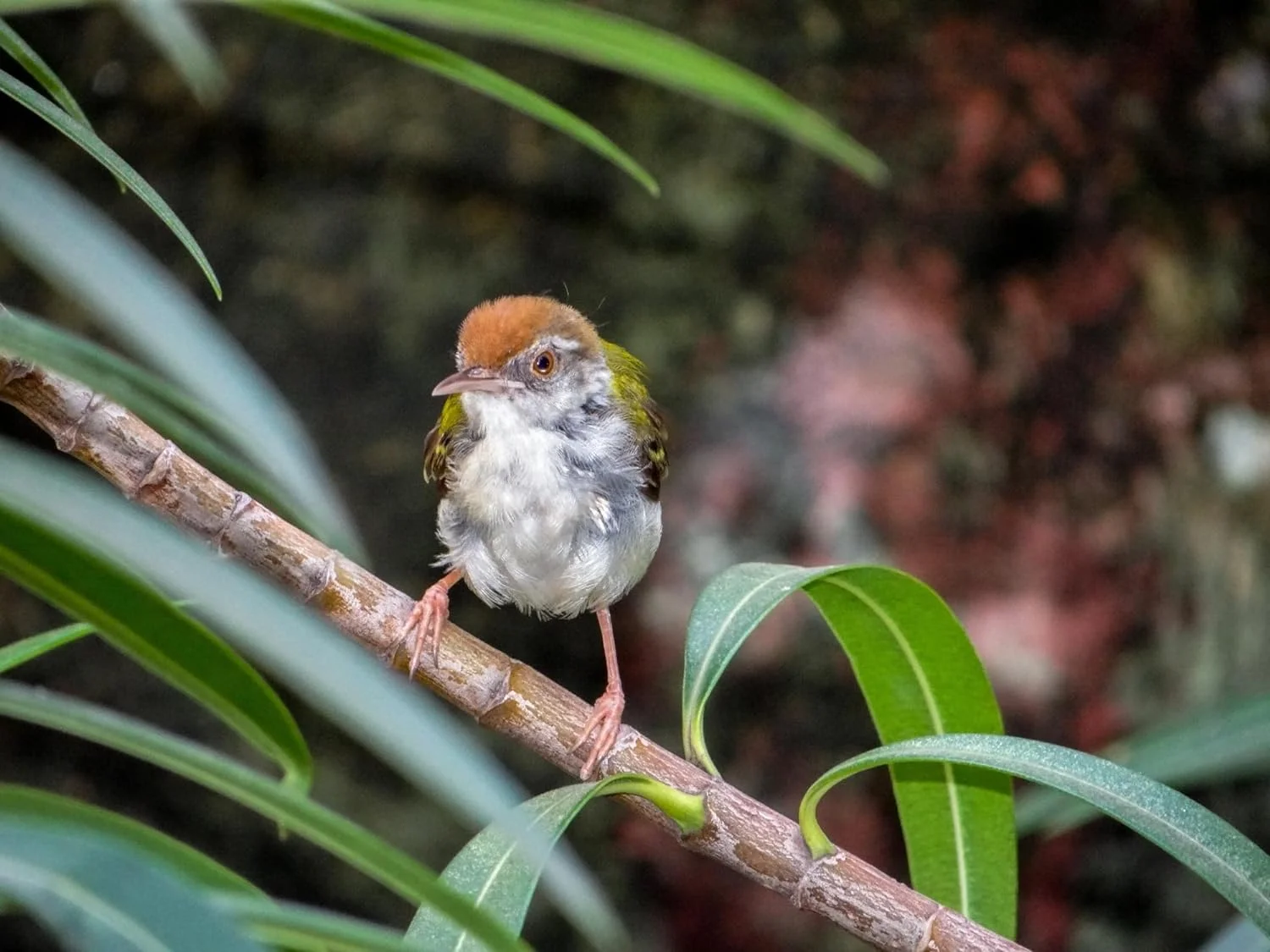 Evergreen Farm and Garden Bird Seed Cylinders - (2 Small Cylinders, Four Seasons Flight)