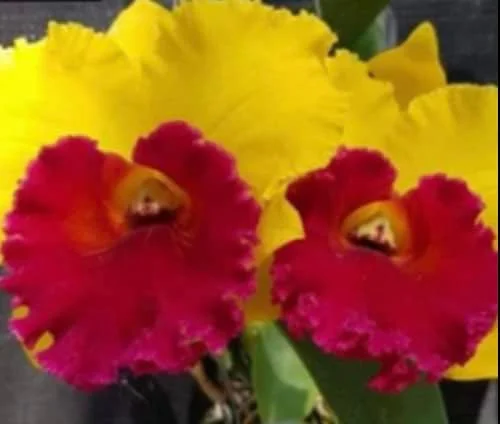 Cattleya RLC Thongsuphan Gold x RLC Suvarnabhumi Magic Comes in 2