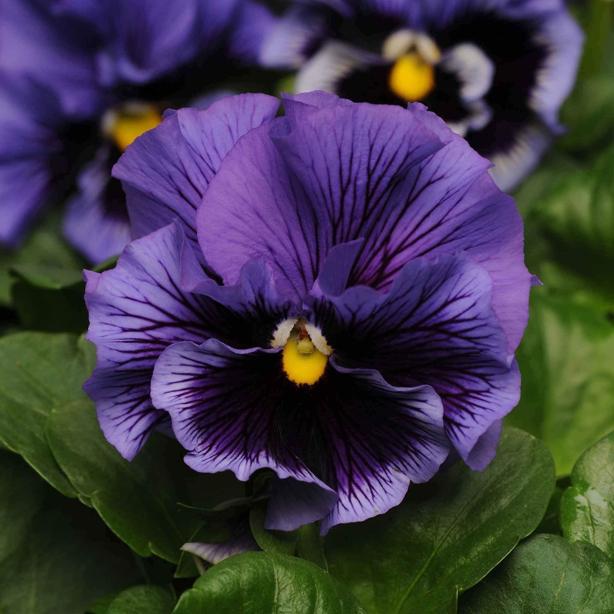 Pansy Seeds - Frizzle Sizzle Blue - Packet - Blue Flower Seeds,  Hybrid Seed  Attracts Bees, Attracts Butterflies, Attracts Pollinators, Easy to Grow & Maintain, Edible, Fragrant, Container Garden