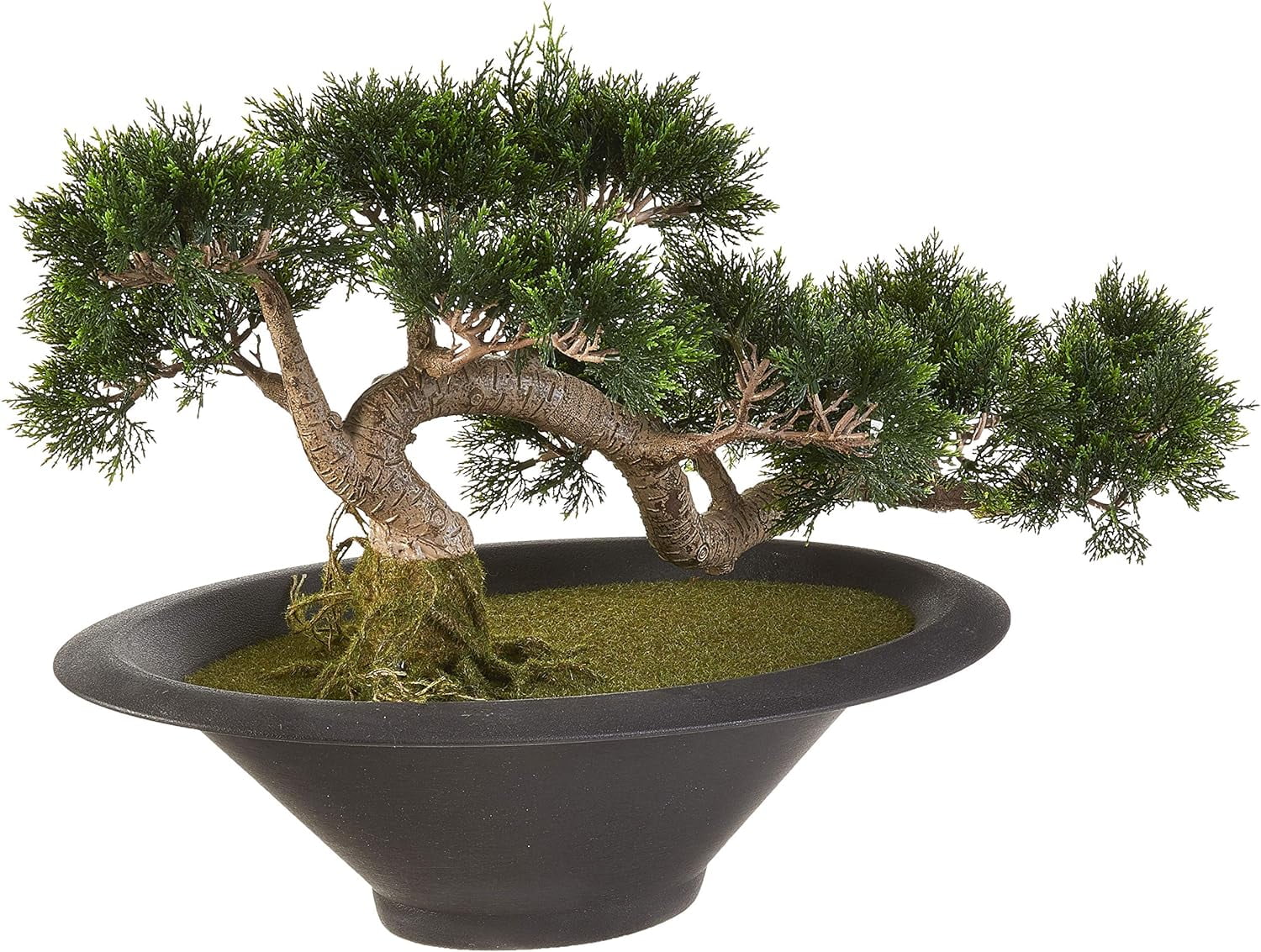 Cedar CEDER Bonsai Tree, Green