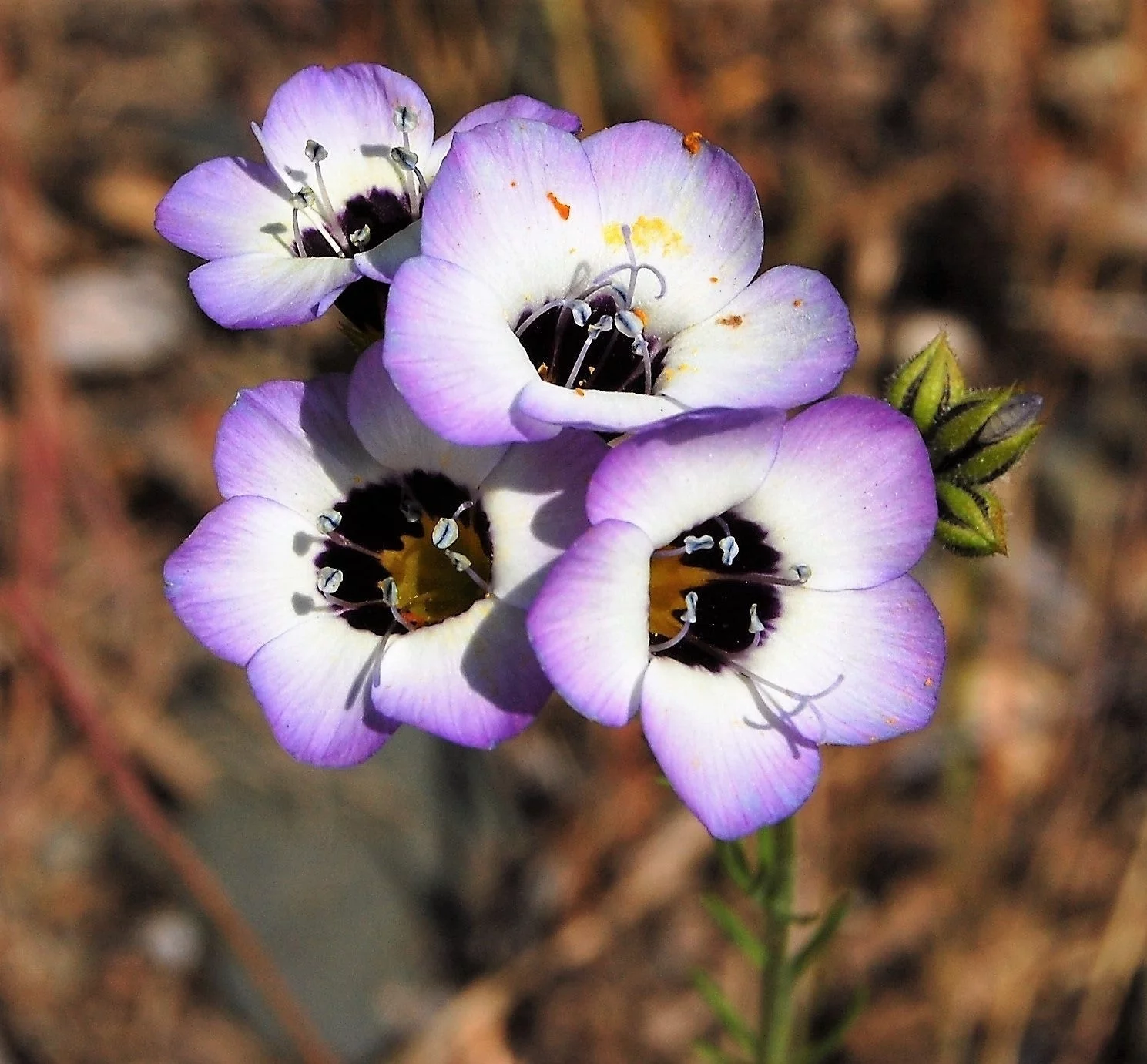 1000 BIRDS EYES Gilia Tricolor Lavender White Native Frangrant Hummingbird Flower Seeds