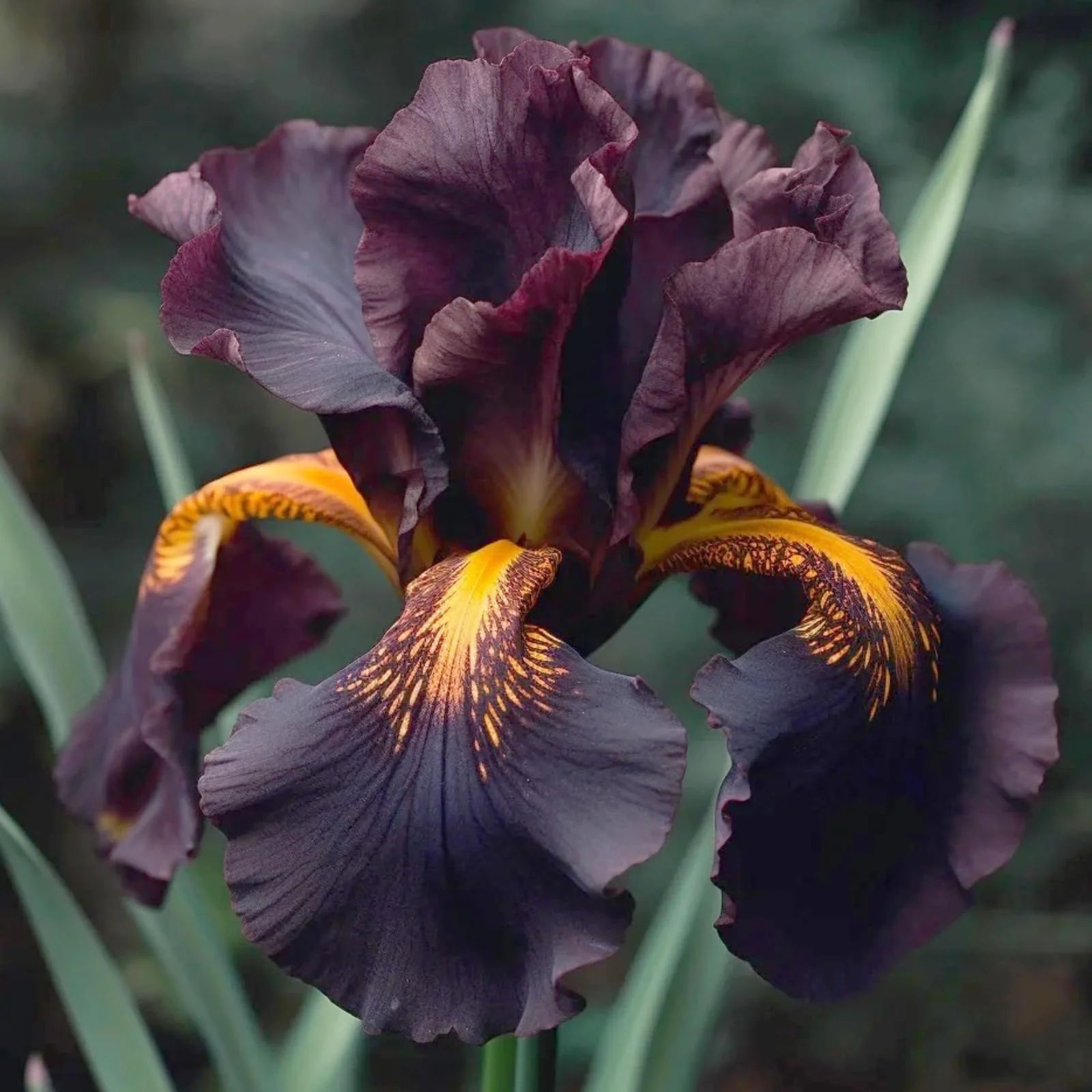Iris Plants Iris Buls Bulk Iris Bulbs For Planting Bearded Iris Bulbs Planting Is Simple