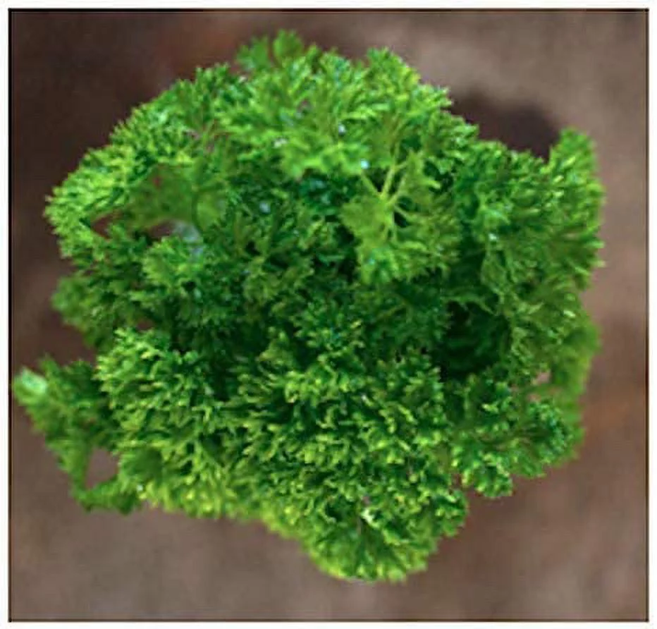 Triple Curled Parsley Seeds, 250 Heirloom Seeds Per Packet, Non GMO Seeds
