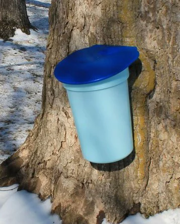 Kids - Maple Tree Tapping Kit - Bucket & Spiles Kit - Fun and Educational Maple Sugaring Kit