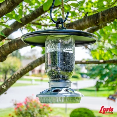 Lyric Black Oil Sunflower Seeds - 5 lb. Bag