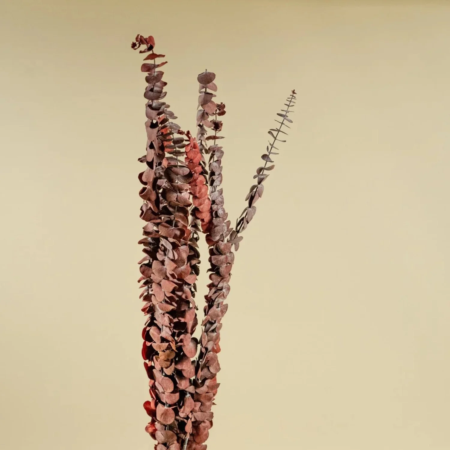 Raw Sola Wood Flowers - Centerpiece/Vase/Pot/Bouquet Fillers - -Satin Washed Eucalyptus Red