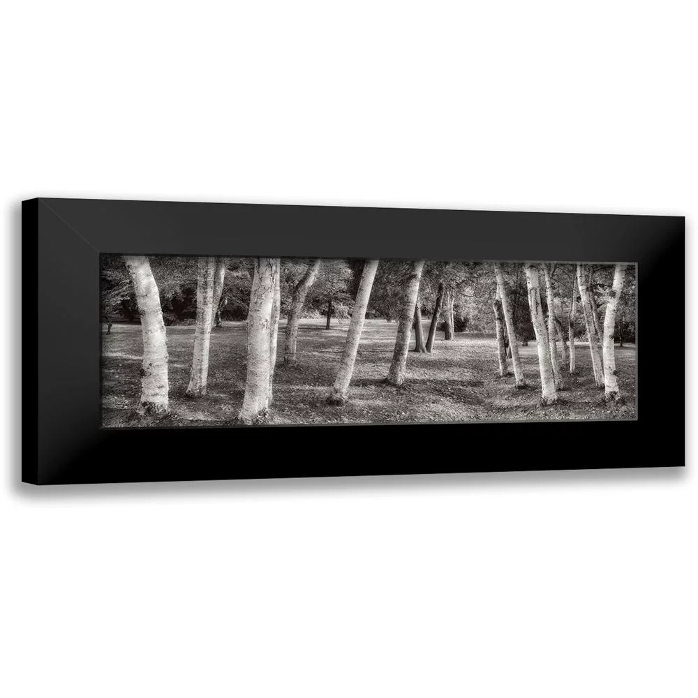 Blaustein, Alan 14x7 Black Modern Framed Museum Art Print Titled - Birch Trees No.1