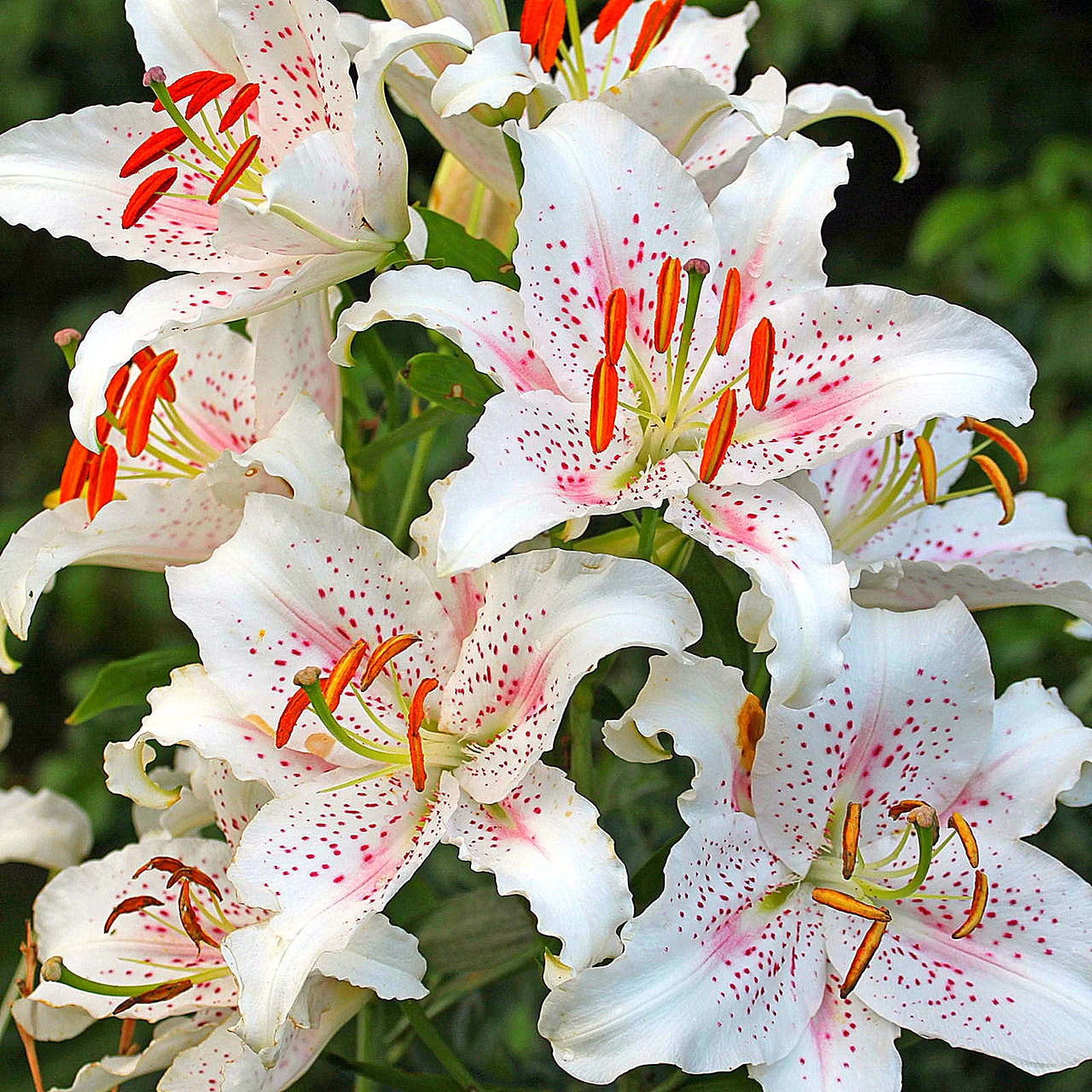 Lily Bulbs, Tiger Lily Bulbs, Stargazer Lily Bulbs.Large Flowers,Lily Bulbs For Planting Perennials, Flower Bulbs,Lily Bulbs For Sale