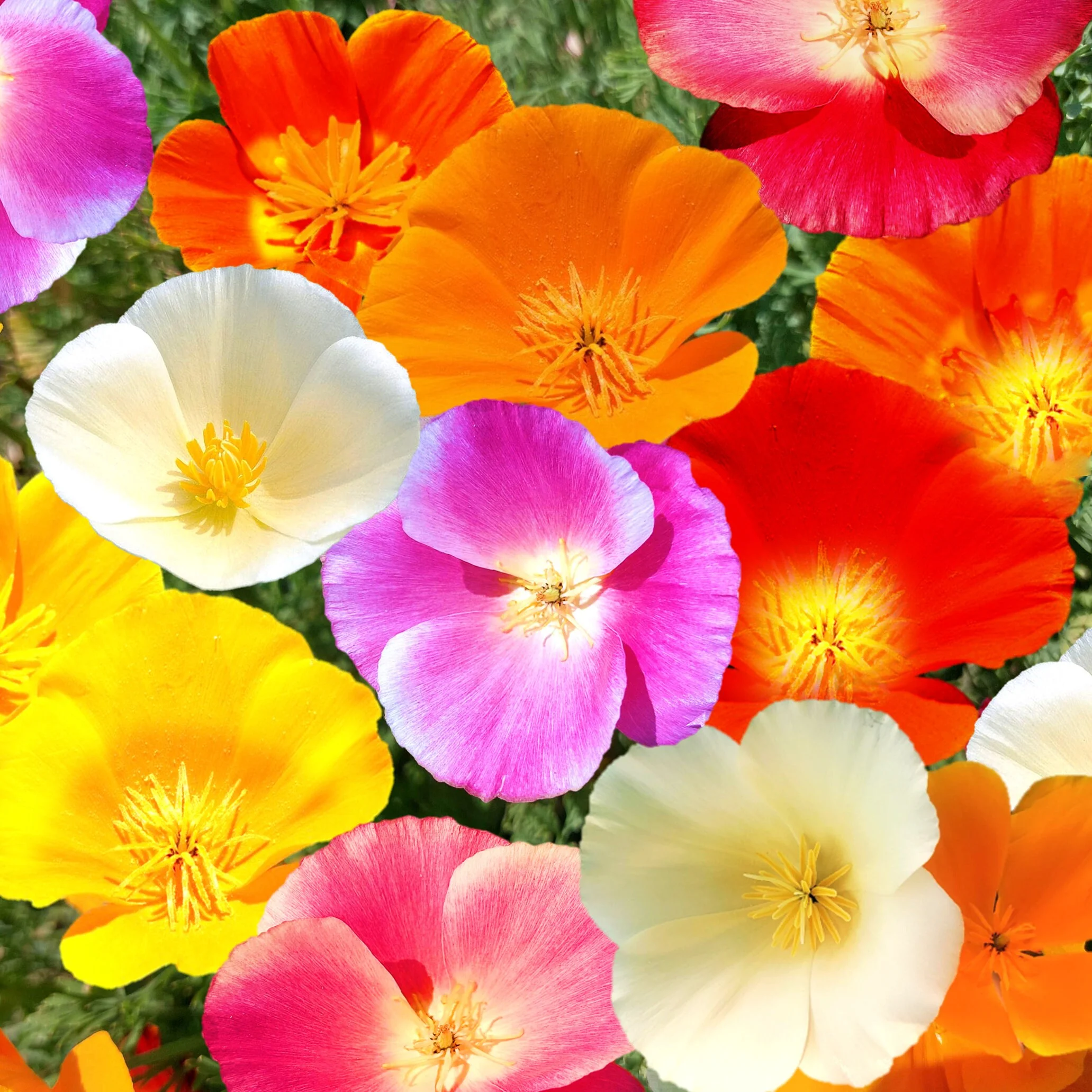 TomorrowSeeds - 7 Colors Mix California Poppy Seeds - 1500+ Count Packet - Rainbow Poppies Mixed Colors Formula Drought Tolerant Garden Flower Seed For 2024 Season