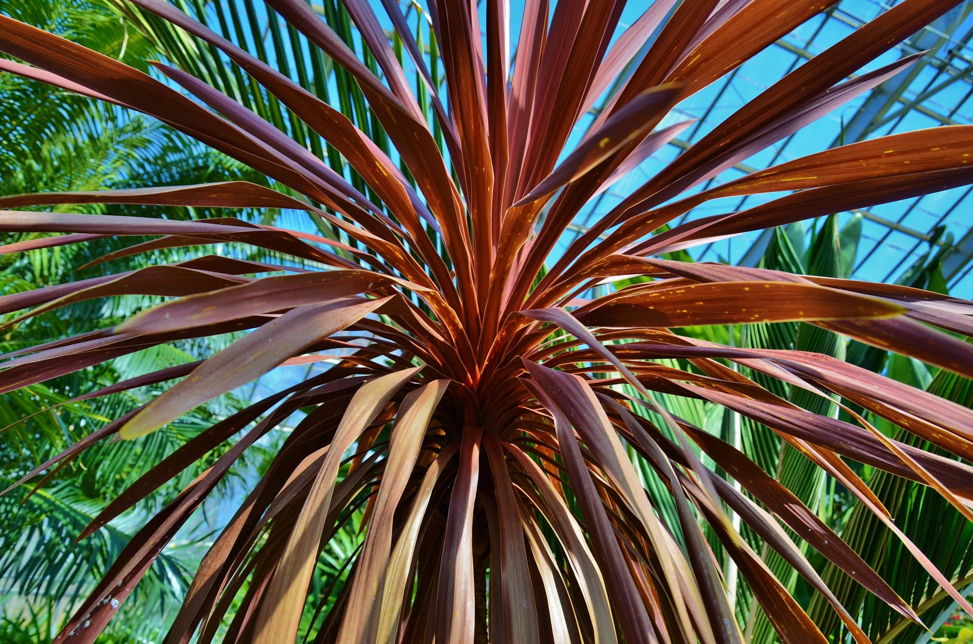 SEEDS = = Cordyline -10 Seed Pack -Purple Cabbage Palm -perennial evergreen -blooms lovely creamy white flowers -Cordyline australis purpurea-- Serendipity Seeds