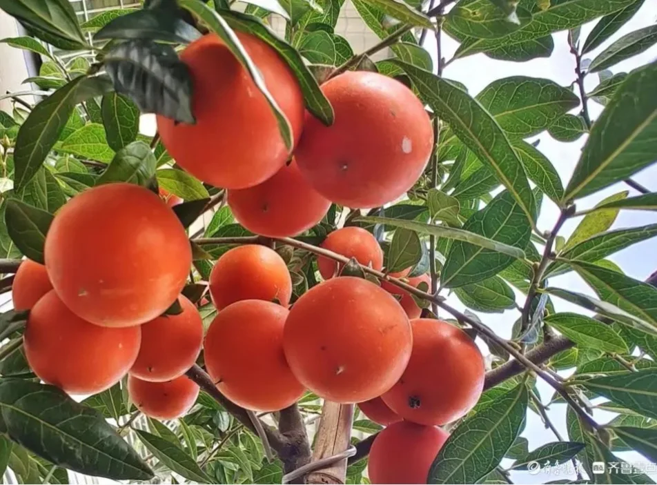 50 Seeds Diospyros cathayensis - Cathay Persimmon , Bonsai