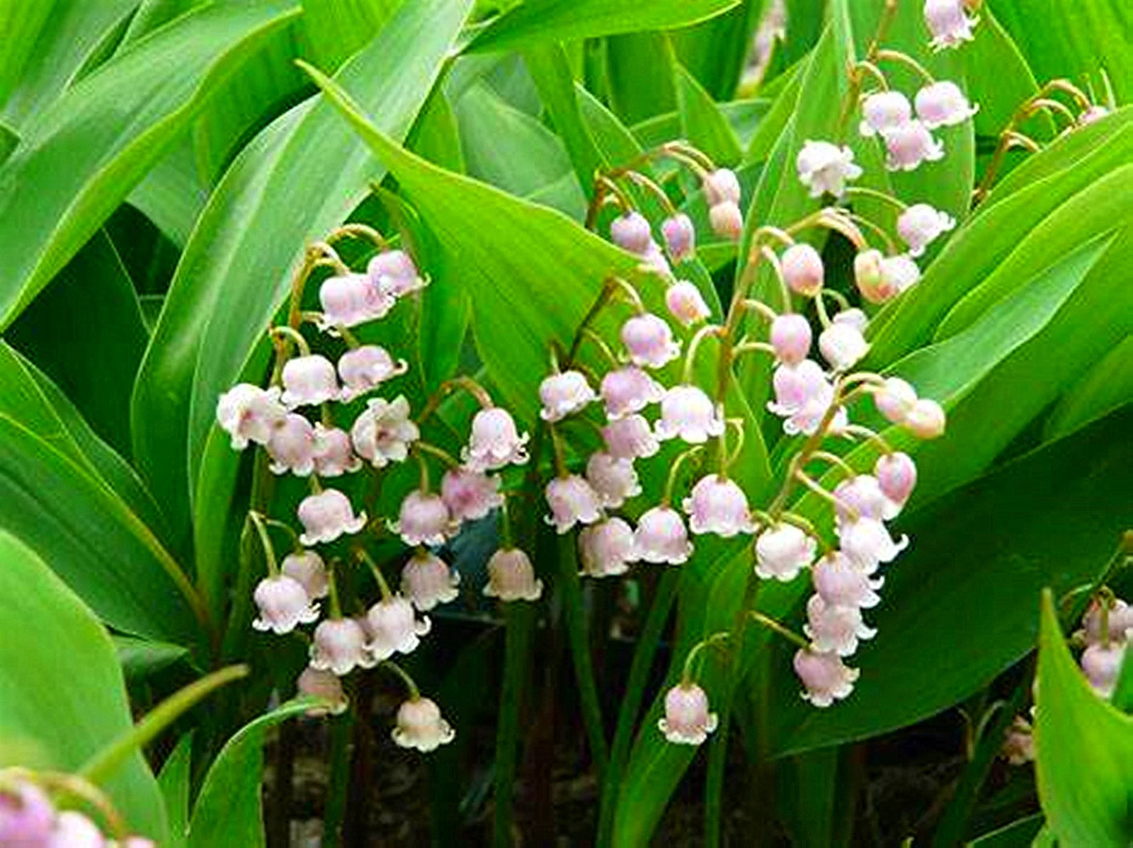 Lily Of The Valley Bulbs, Aromatic Plants ，Lily Of The Valley Plants Live,Perennial Bulbs,Potted PlantsLily Of The Valley Bulbs For Sale