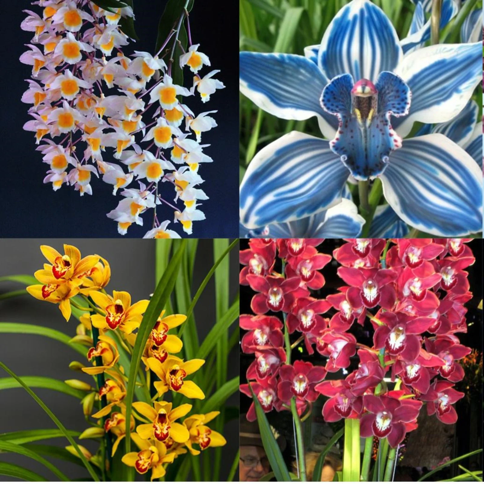 Cymbidium Bulbs For Planting,Beautify Environment,Cymbidium Plants Outdoor,Cymbidium Plants Live In Bloom,Cymbidium Bulbs,Cymbidium Plants,Cymbidium Bulbs For Sale.