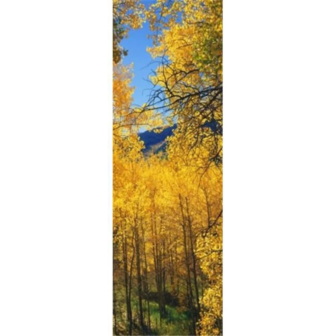 Panoramic Images  Aspen trees in autumn Colorado USA Poster Print by Panoramic Images - 12 x 36