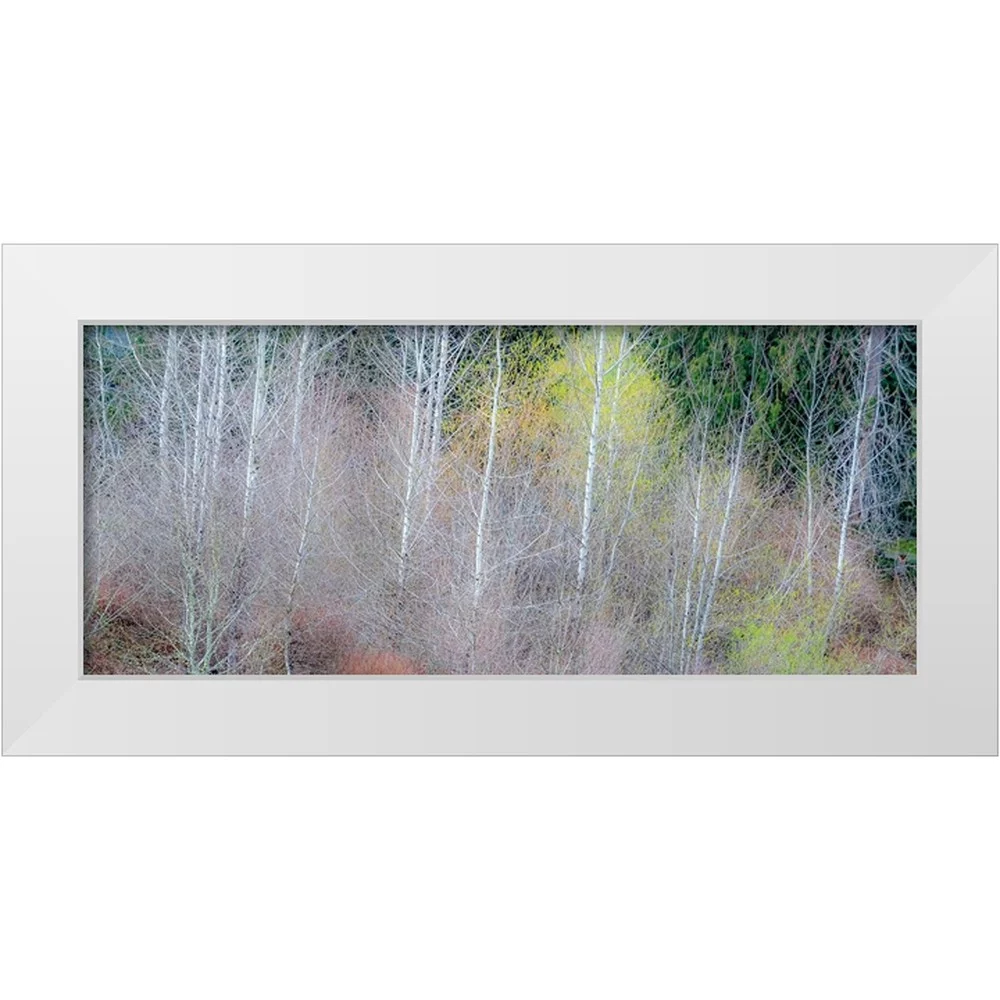 Gulin, Sylvia 14x8 White Modern Wood Framed Museum Art Print Titled - USA-Washington State-Sammamish springtime and alder and willow trees in early spring pano