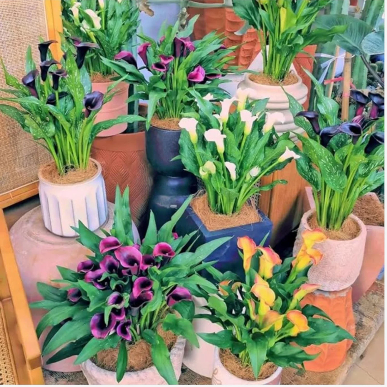 Calla Lily Bulbs,Calla Lily Plants,Calla Lilies Bulbs For Planting,Professional Planting,Calla Lily Plants Live In Pot,Calla Lily Bulbs For Sale.