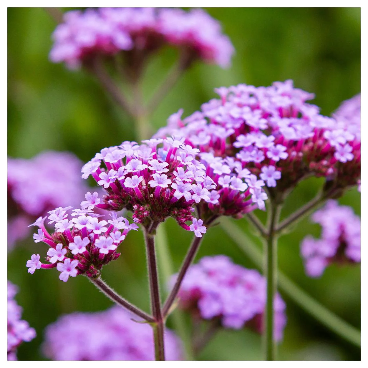 Everwilde Farms - 2000 Purpletop Vervain Garden Flower Seeds - Gold Vault Jumbo Bulk Seed Packet